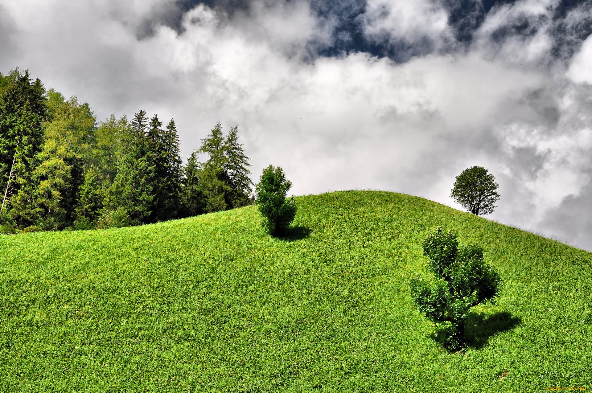 природа, деревья, италия