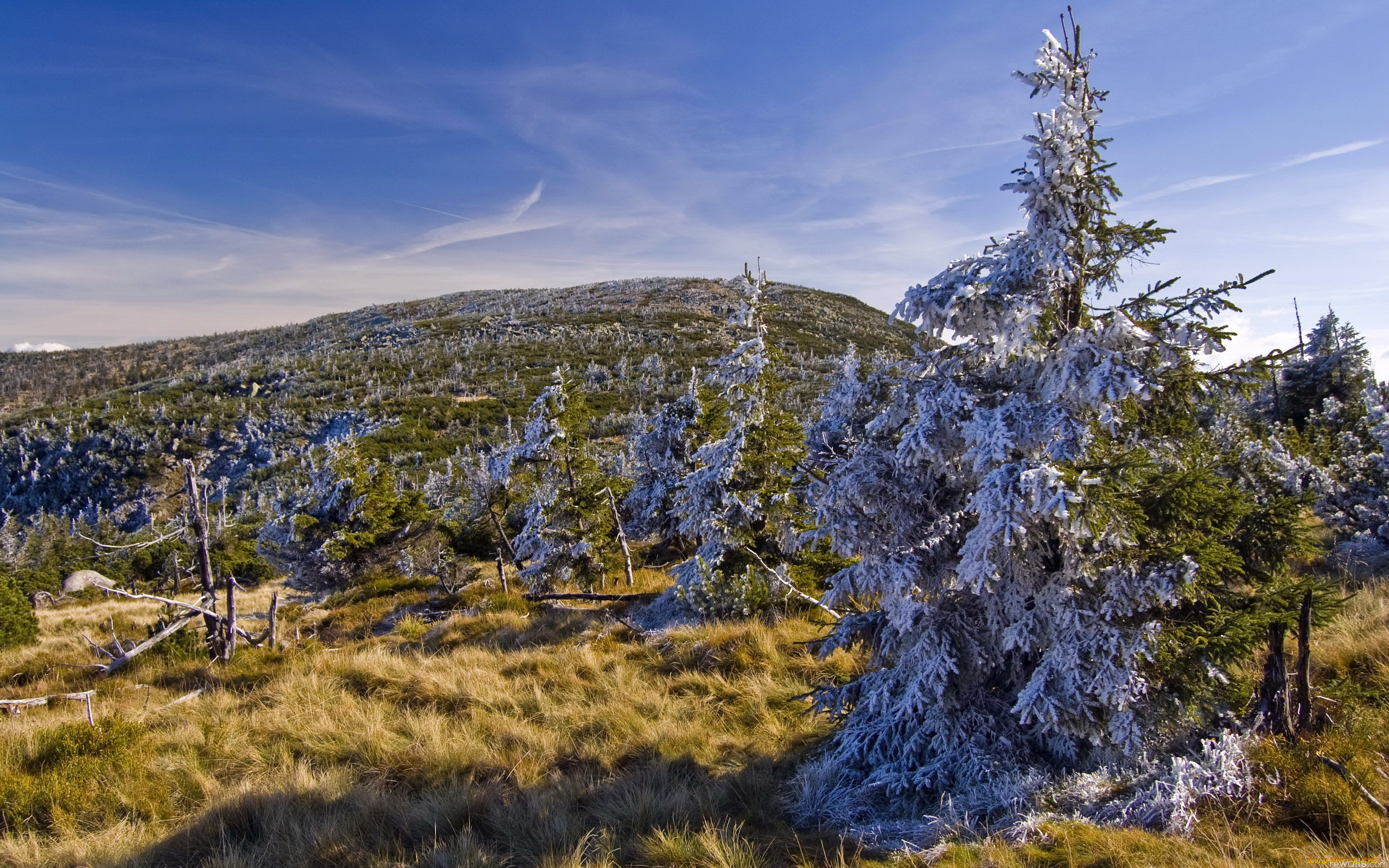 природа, деревья, небо, поле, ели