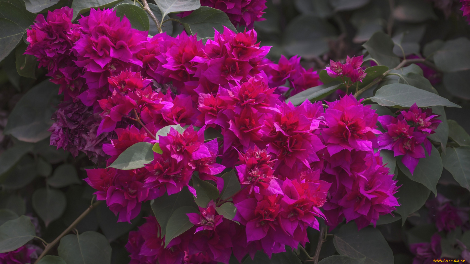 цветы, бугенвиллея, малиновый