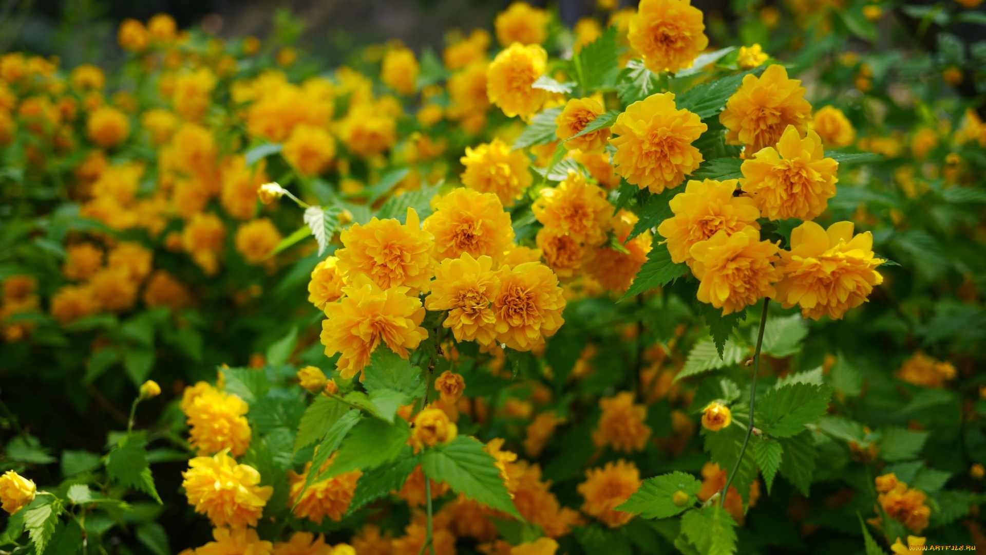 цветы, цветущие, деревья, кустарники, керрия, японская