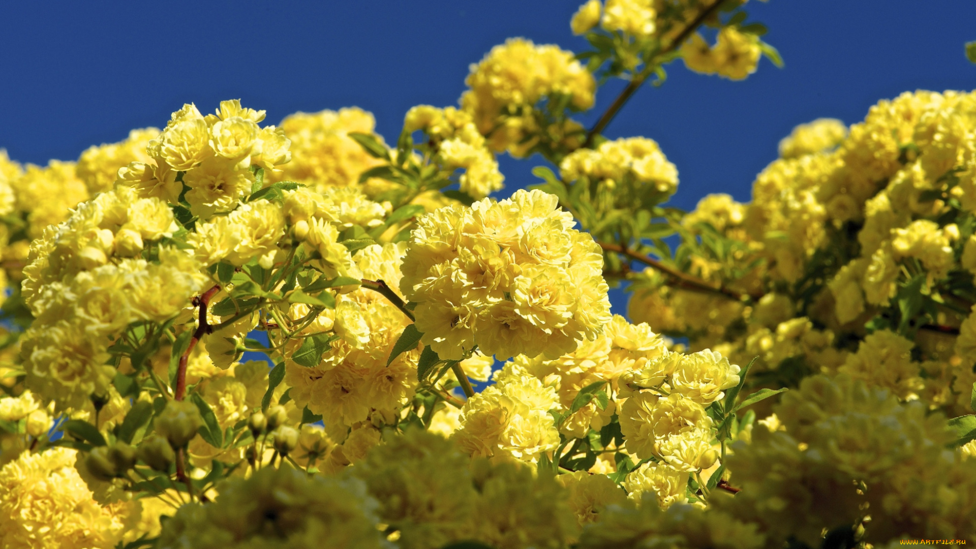 цветы, цветущие, деревья, кустарники, желтый, цветение