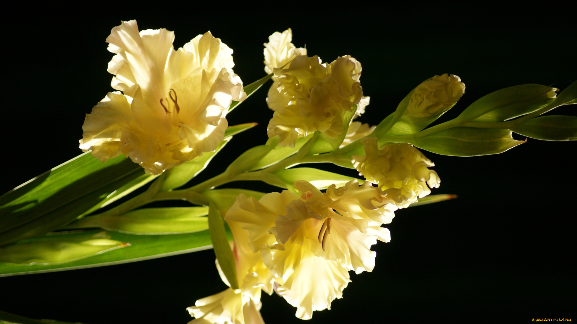 цветы, гладиолусы, гладиолус