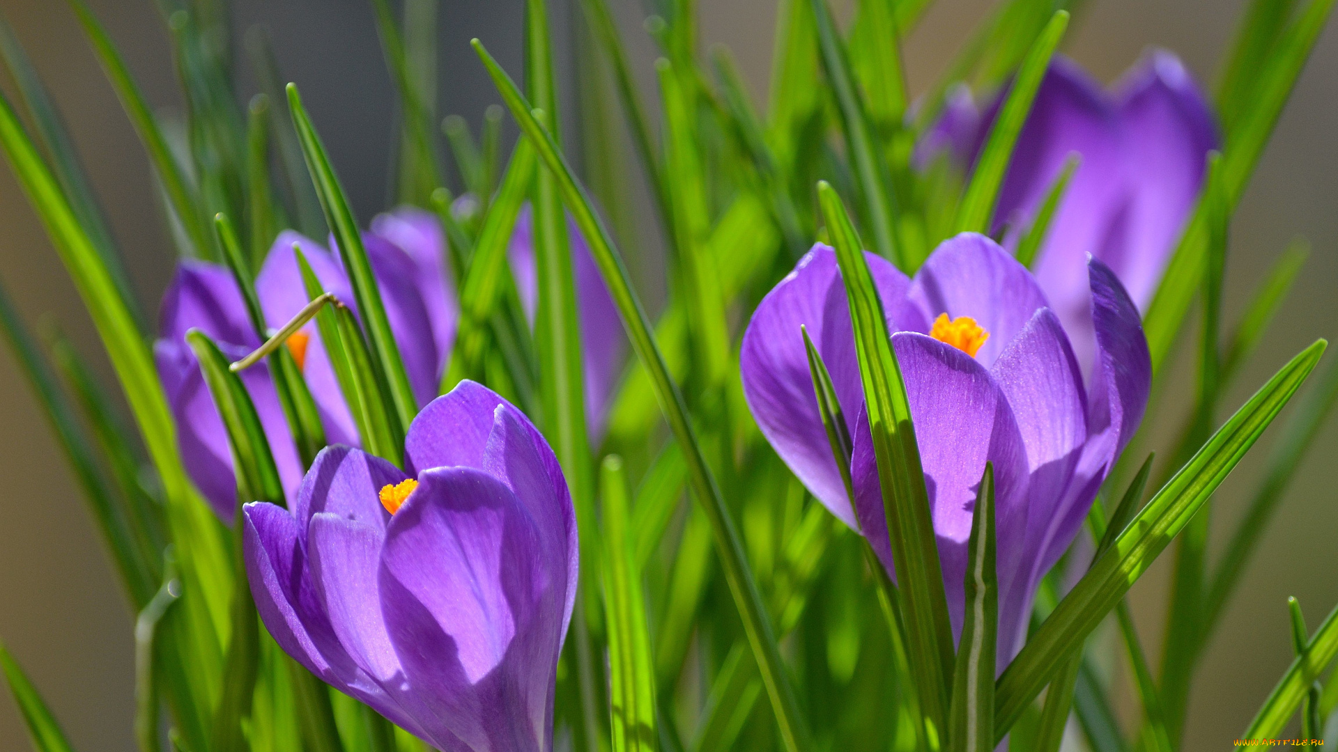 цветы, крокусы, весна
