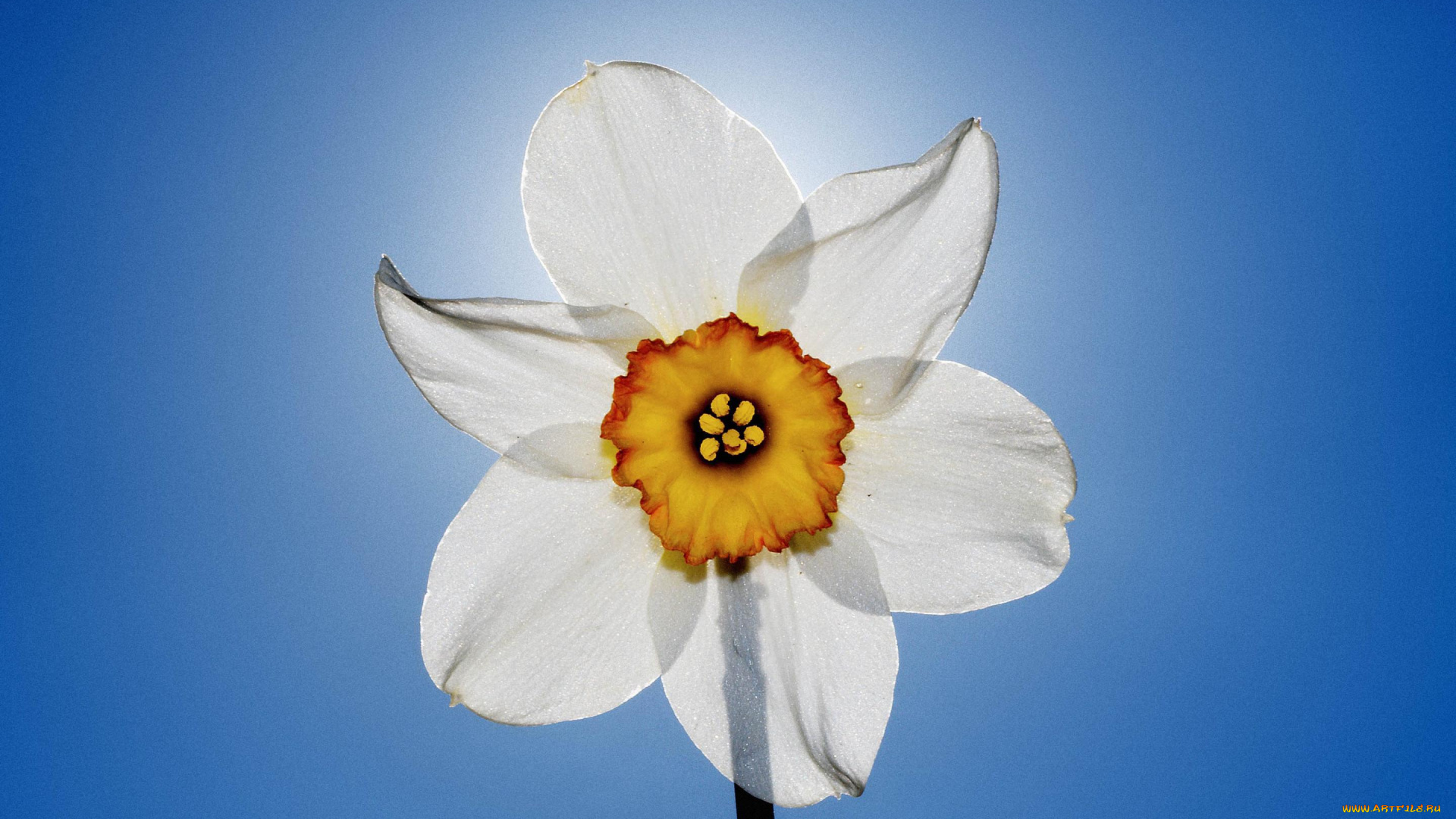 цветы, нарциссы, цветок, нарцисс, белый