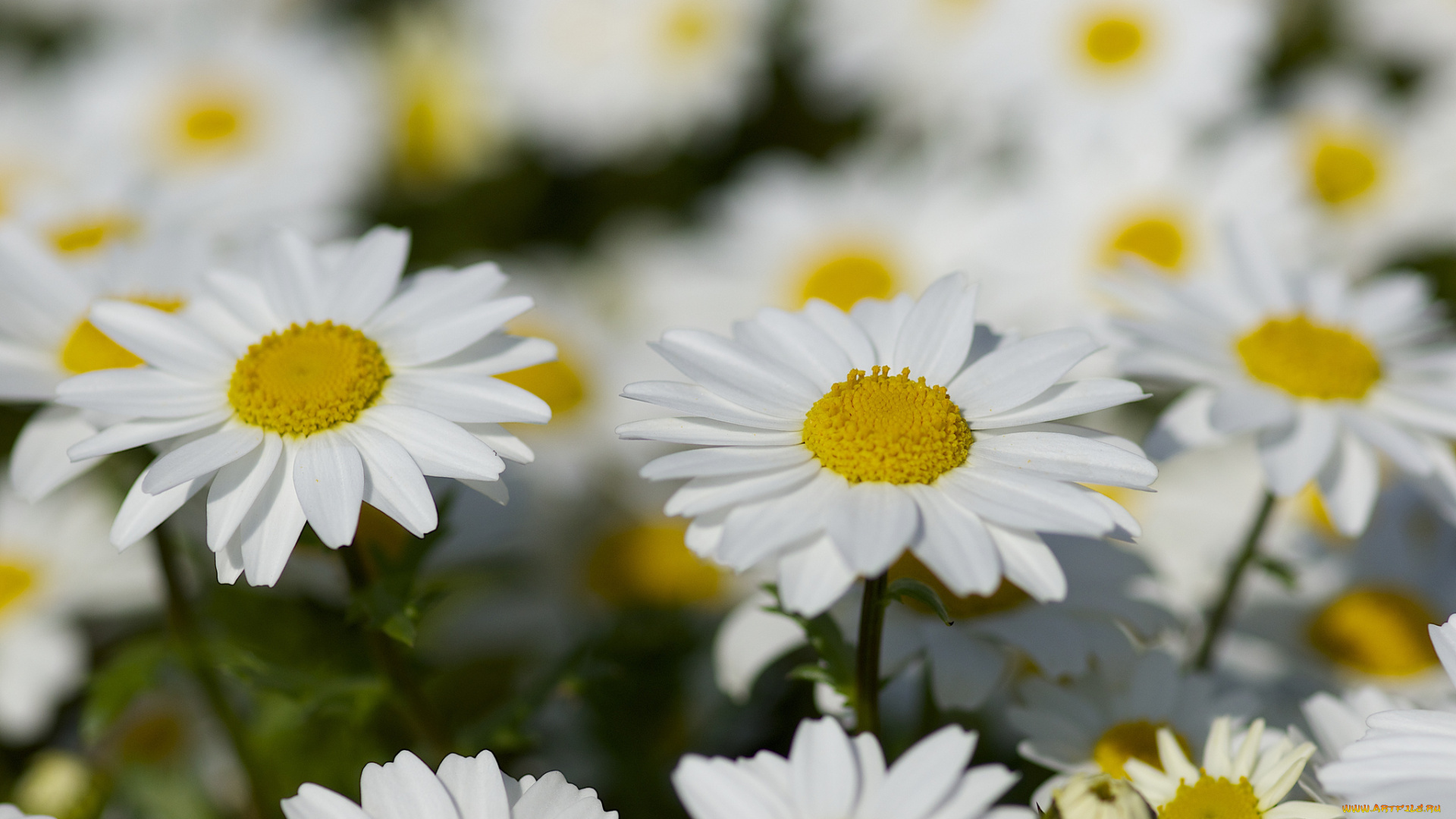 цветы, ромашки, солнышки