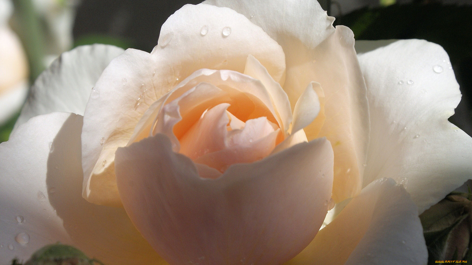 цветы, розы, макро