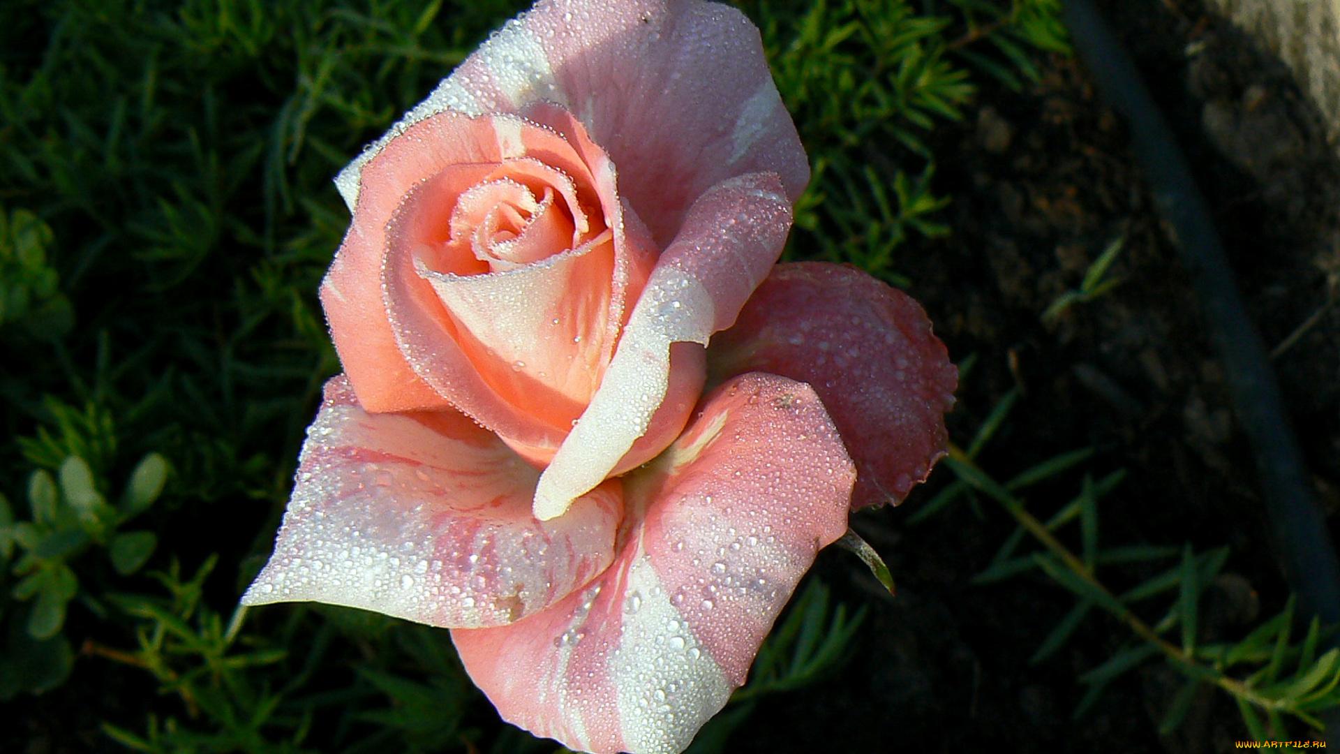 цветы, розы, розовый, капли