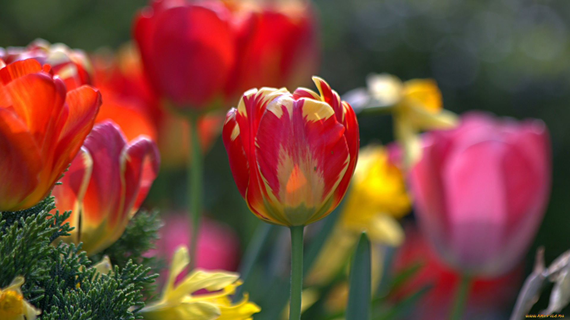 цветы, тюльпаны, бутон