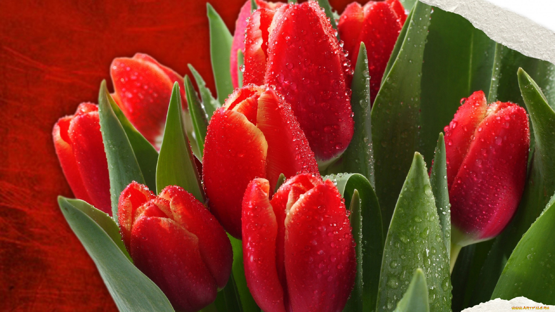 цветы, тюльпаны, красный