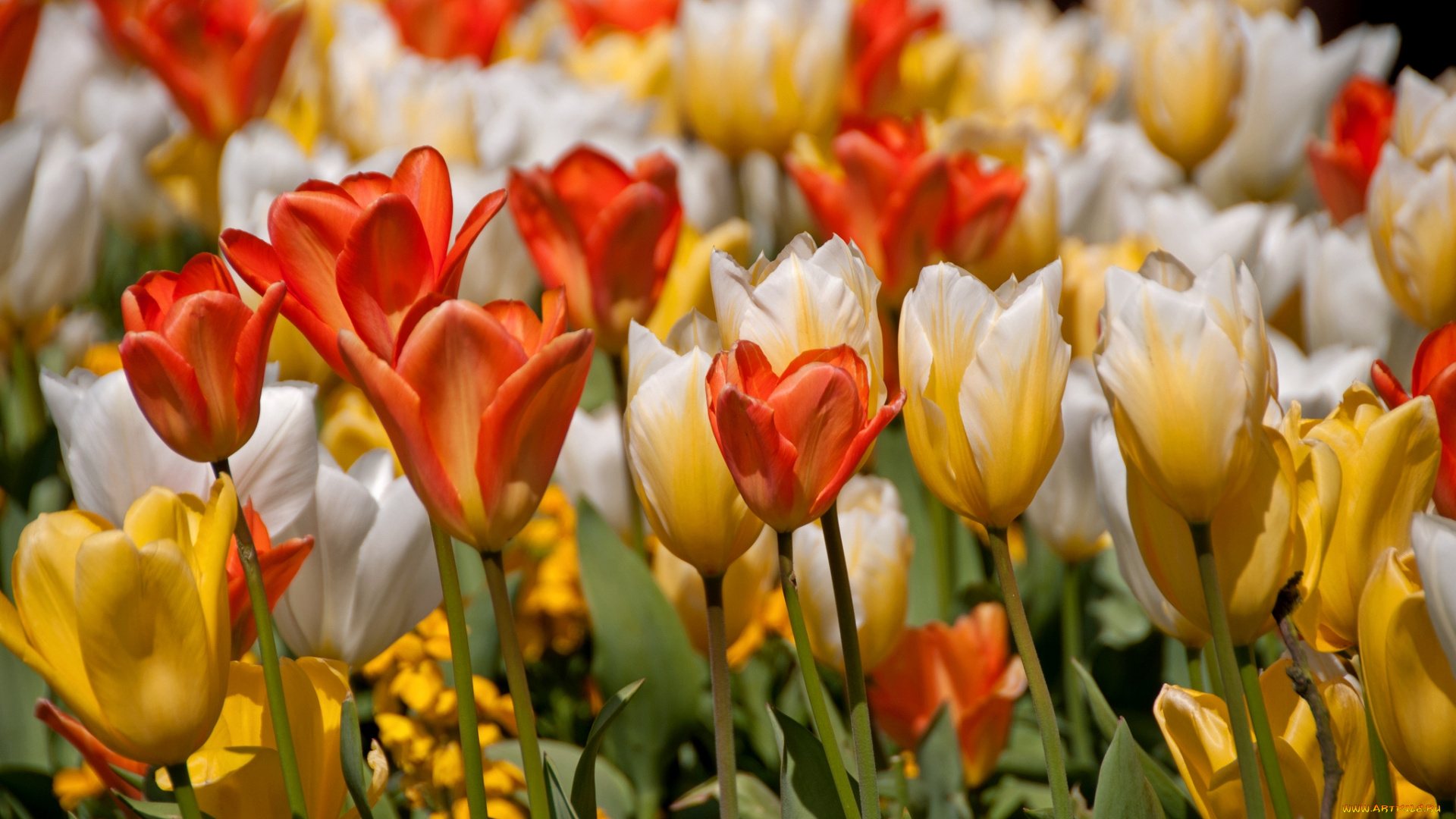 цветы, тюльпаны, пестрый