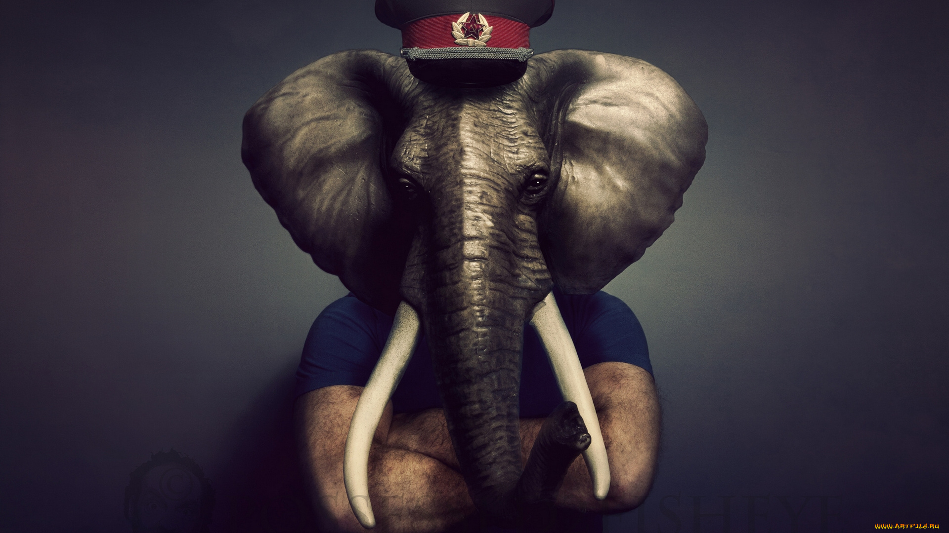 юмор, приколы, слон, фуражка, хобот, бивни