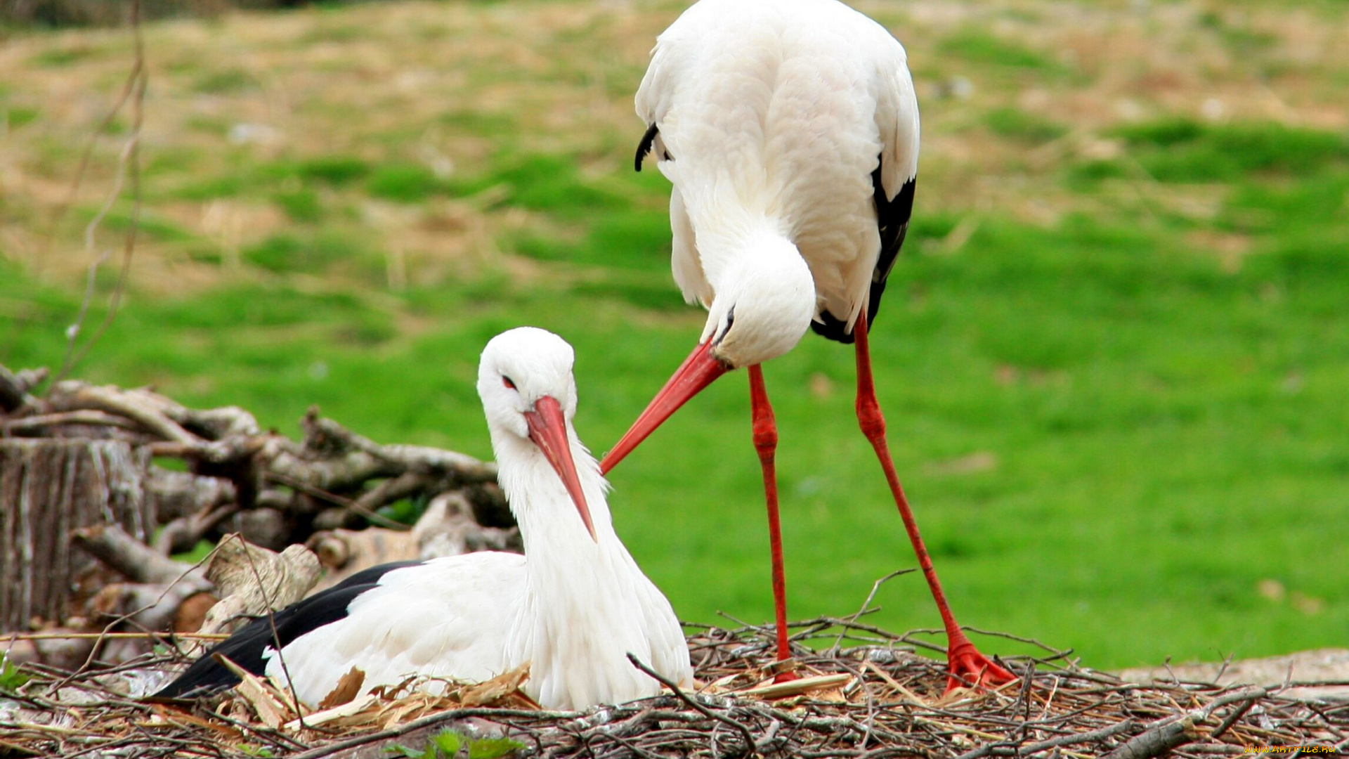 животные, аисты, забота, любовь, внимание