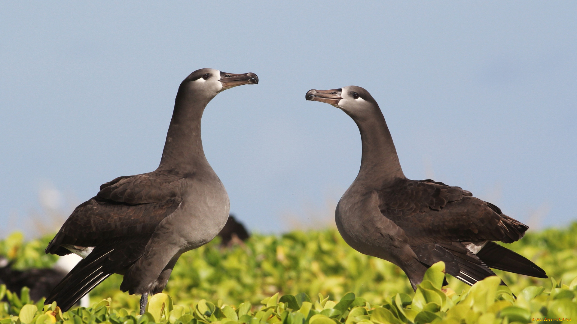 животные, альбатросы, черные
