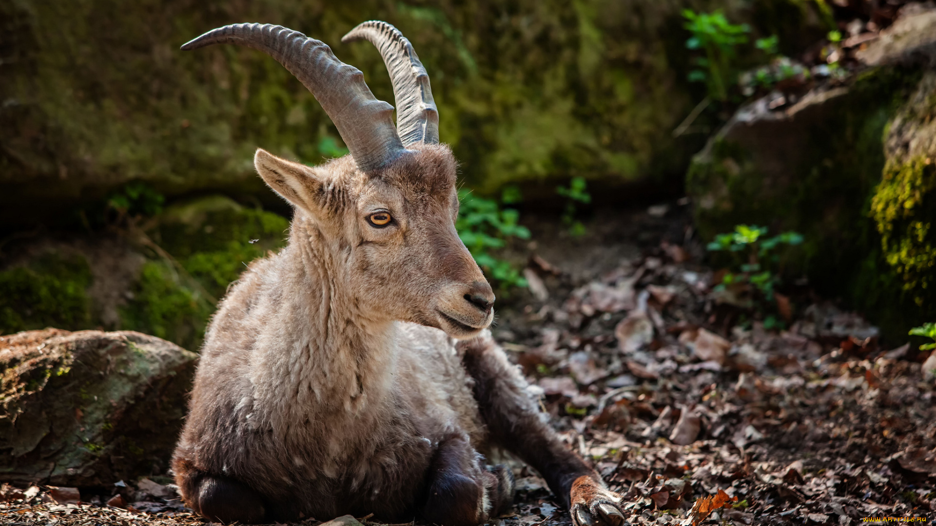 животные, антилопы, рога, антилопа, штейнбок