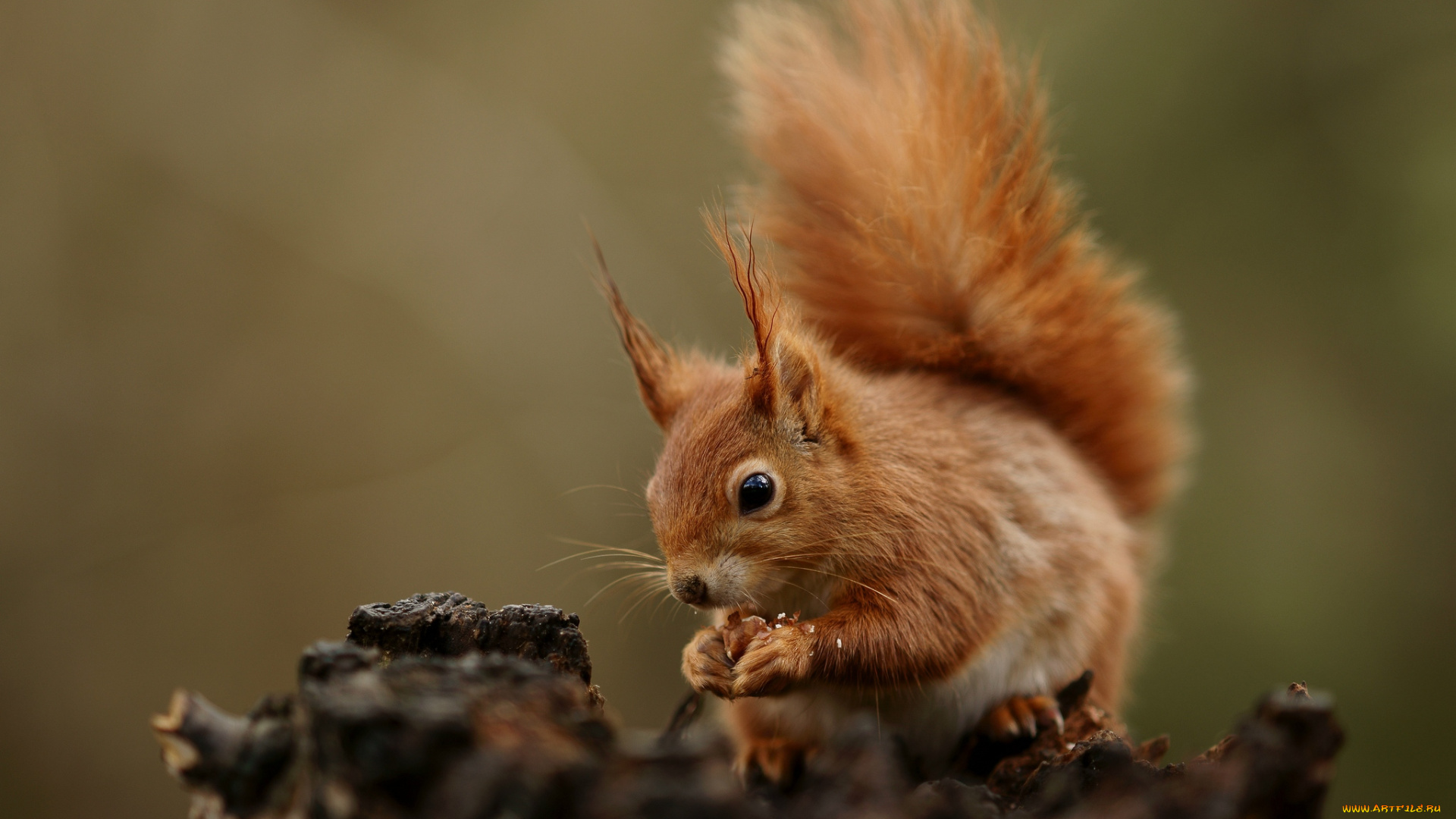 животные, белки, хвост, рыжая