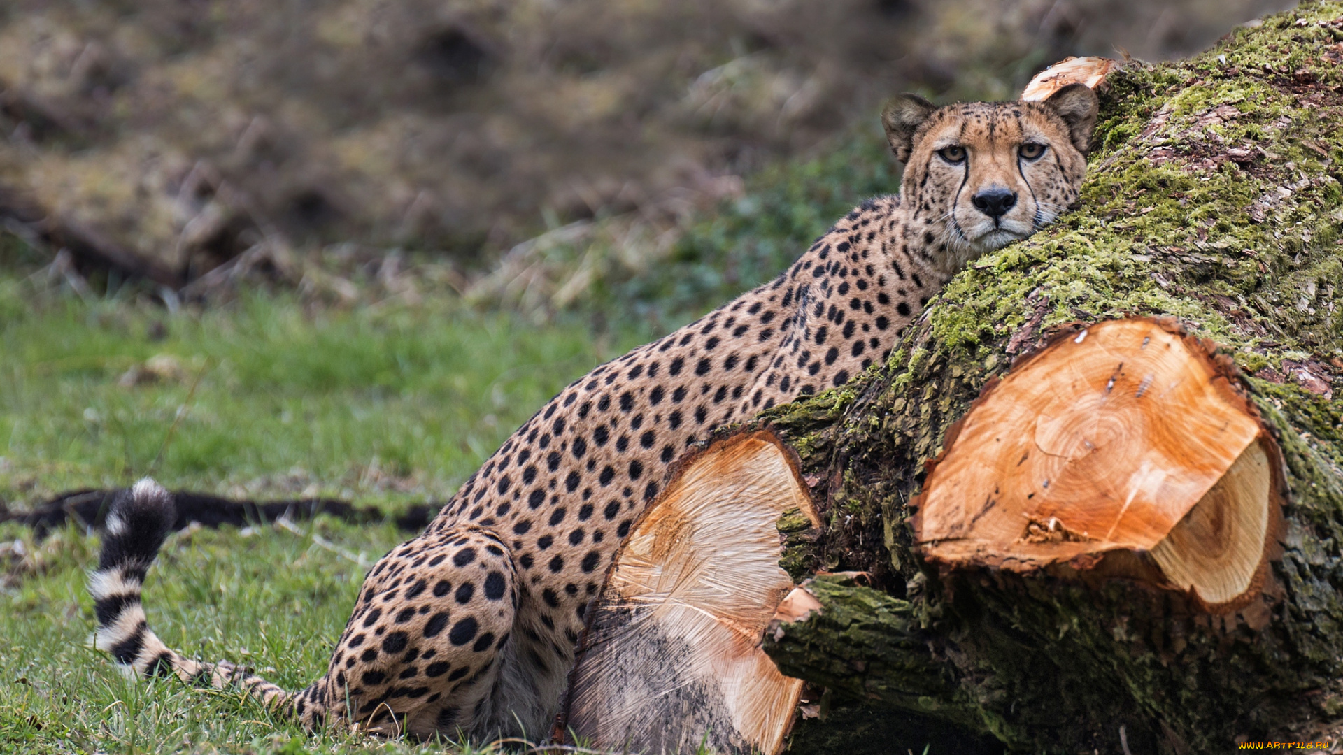 животные, гепарды, отдых, кошка, дерево