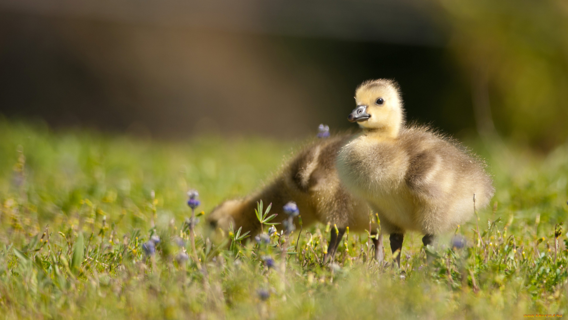 животные, гуси, канадский, гусь, канадская, казарка, птенцы