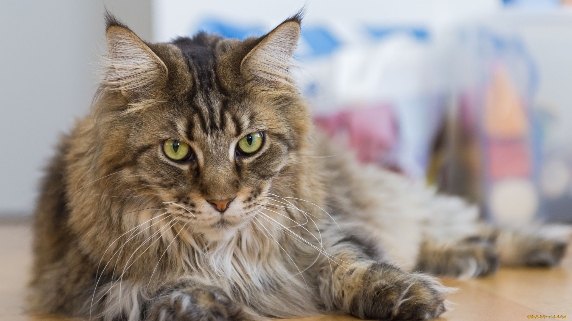 животные, коты, мейн-кун