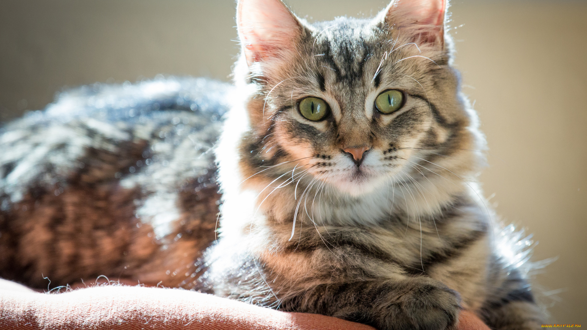 животные, коты, взгляд