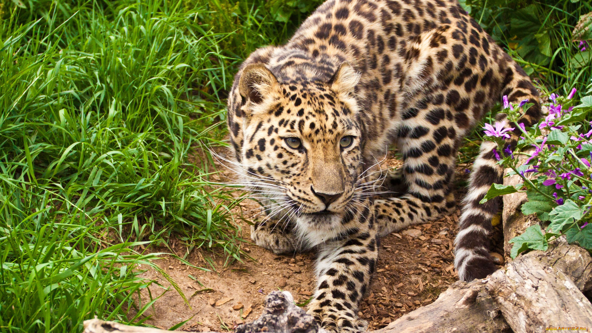 животные, леопарды, коряга, дикая, кошка