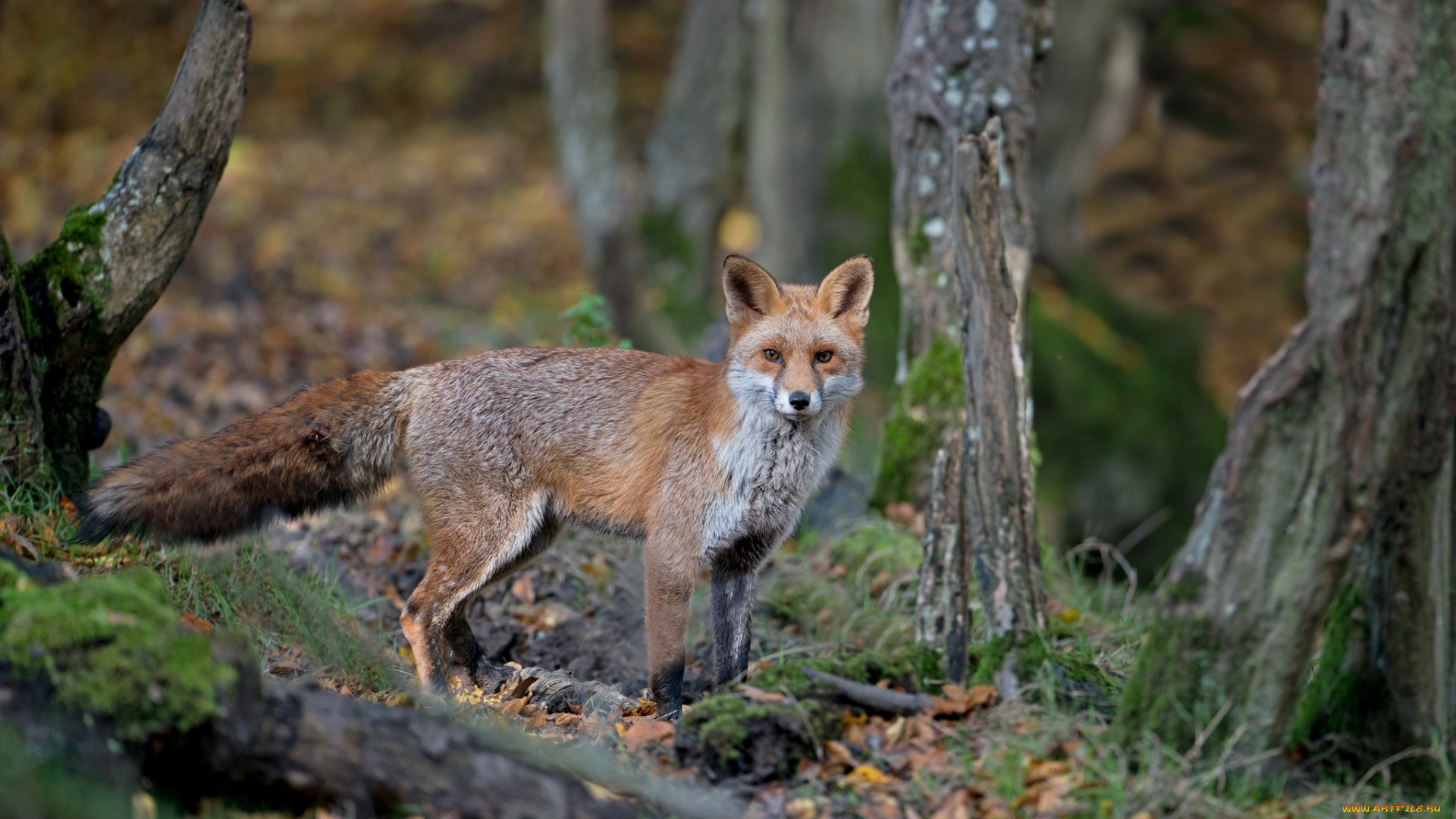 животные, лисы, деревья, лис