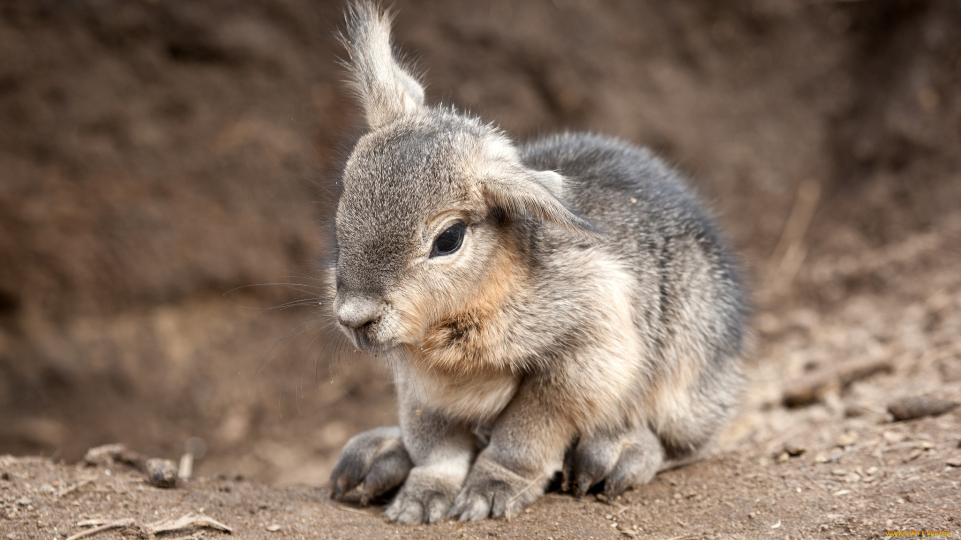 животные, мары, патагонская, морская, свинка, милый