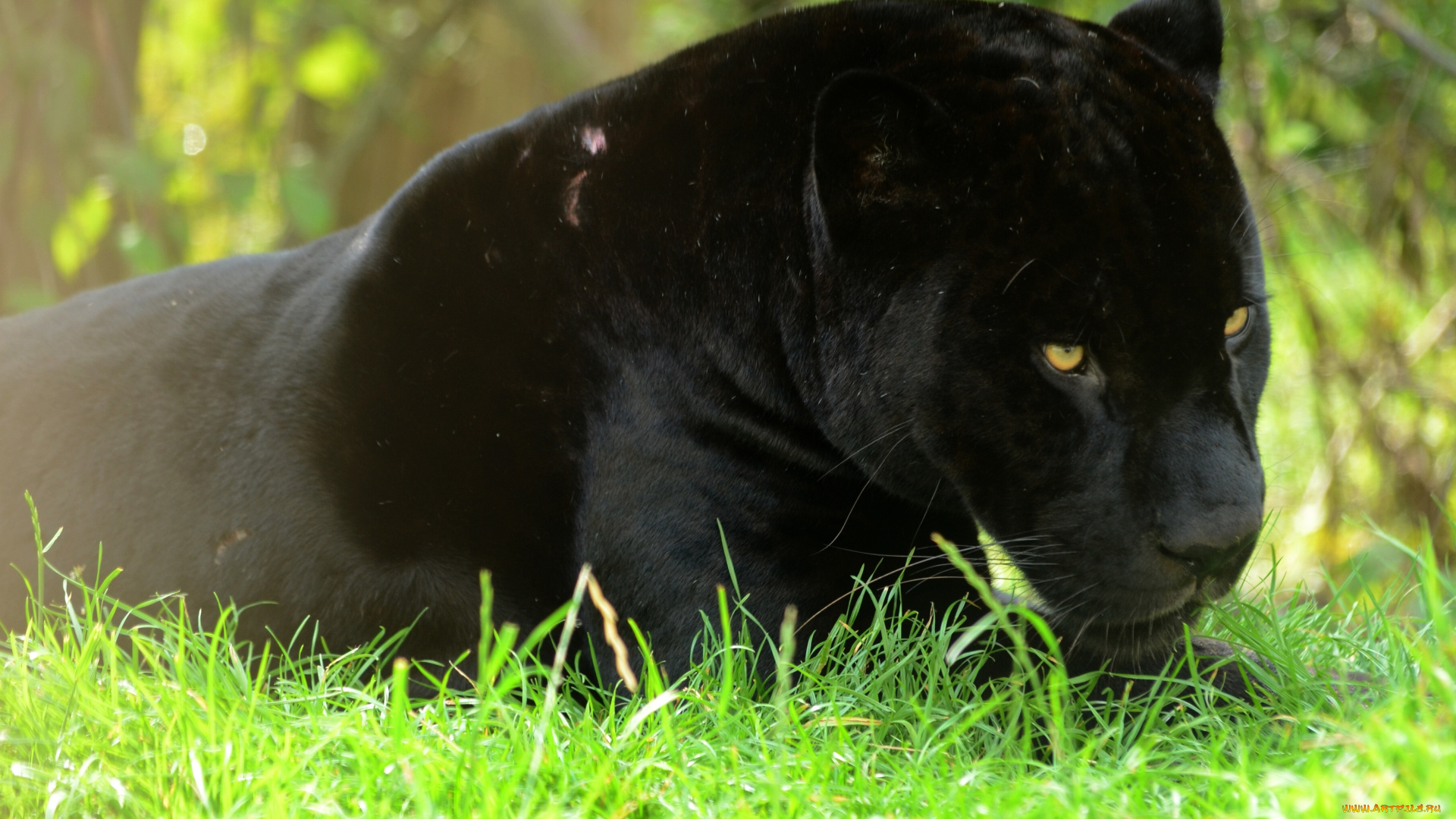 животные, пантеры, ягуар