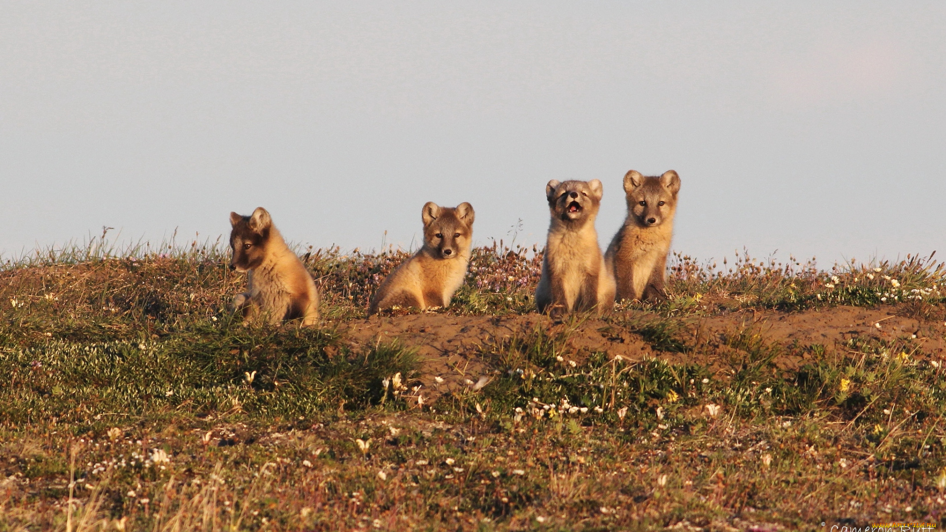 животные, песцы, малыши