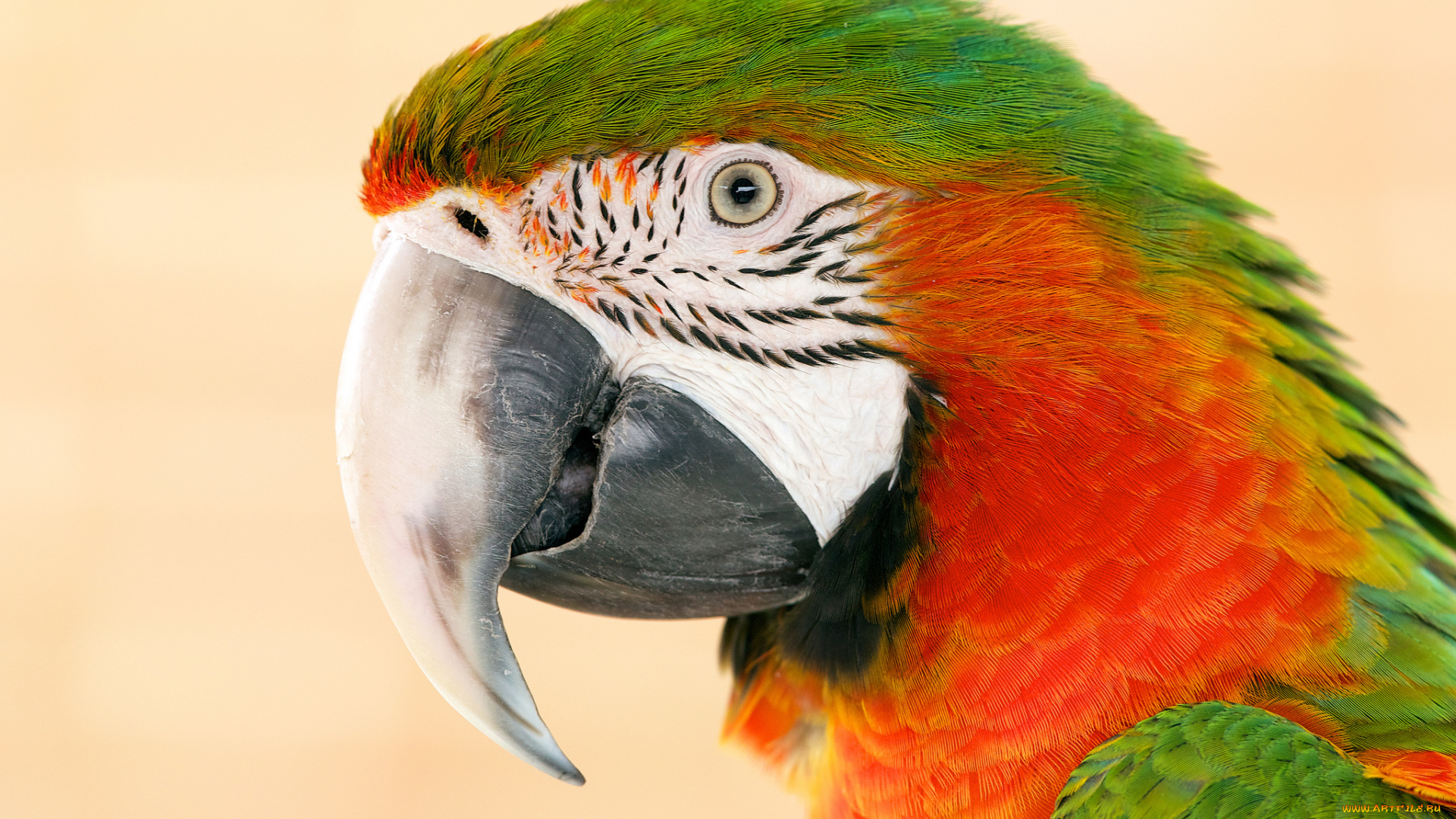животные, попугаи, клюв