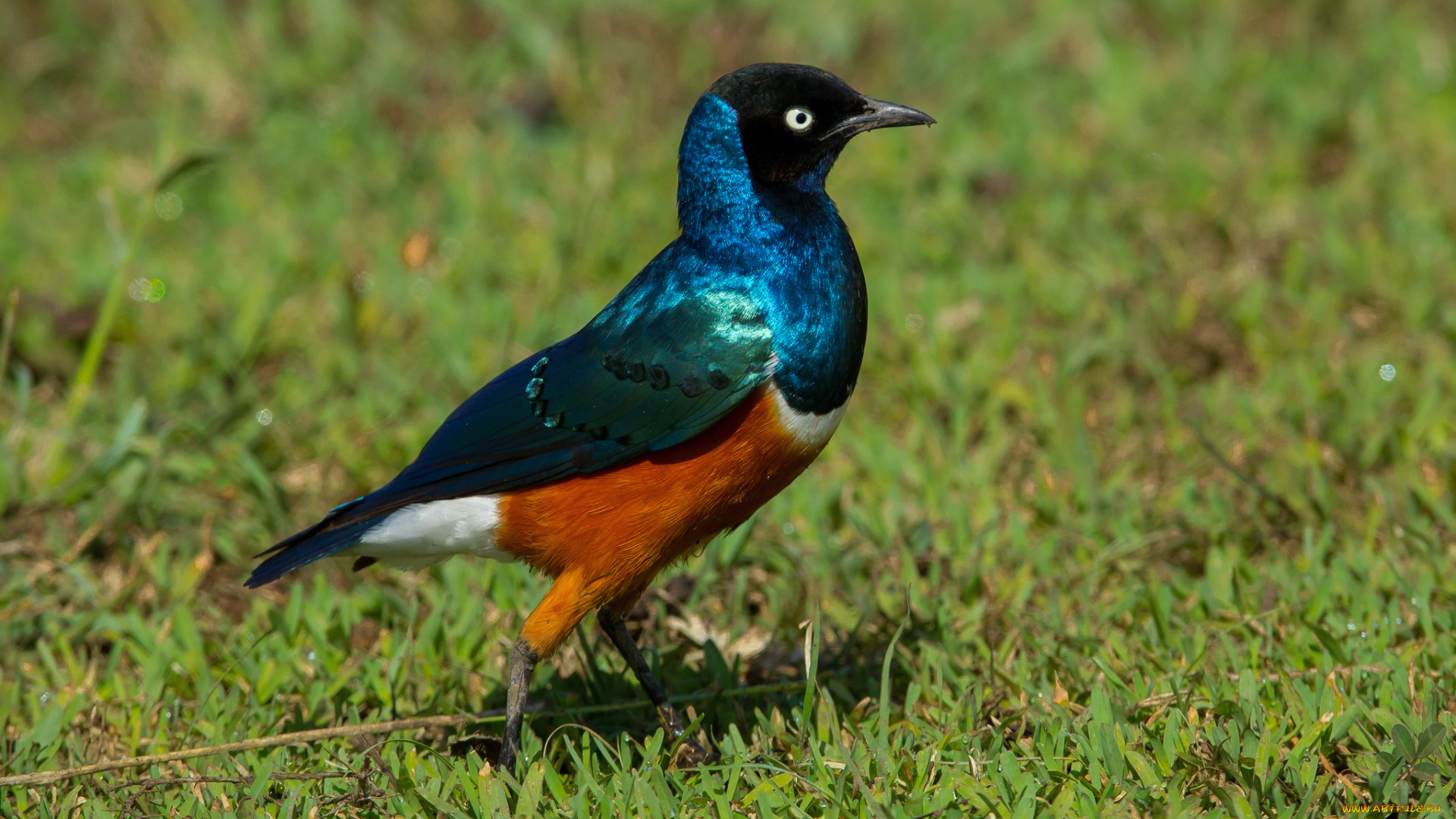 животные, птицы, перья, яркая, трёхцветный, спрео