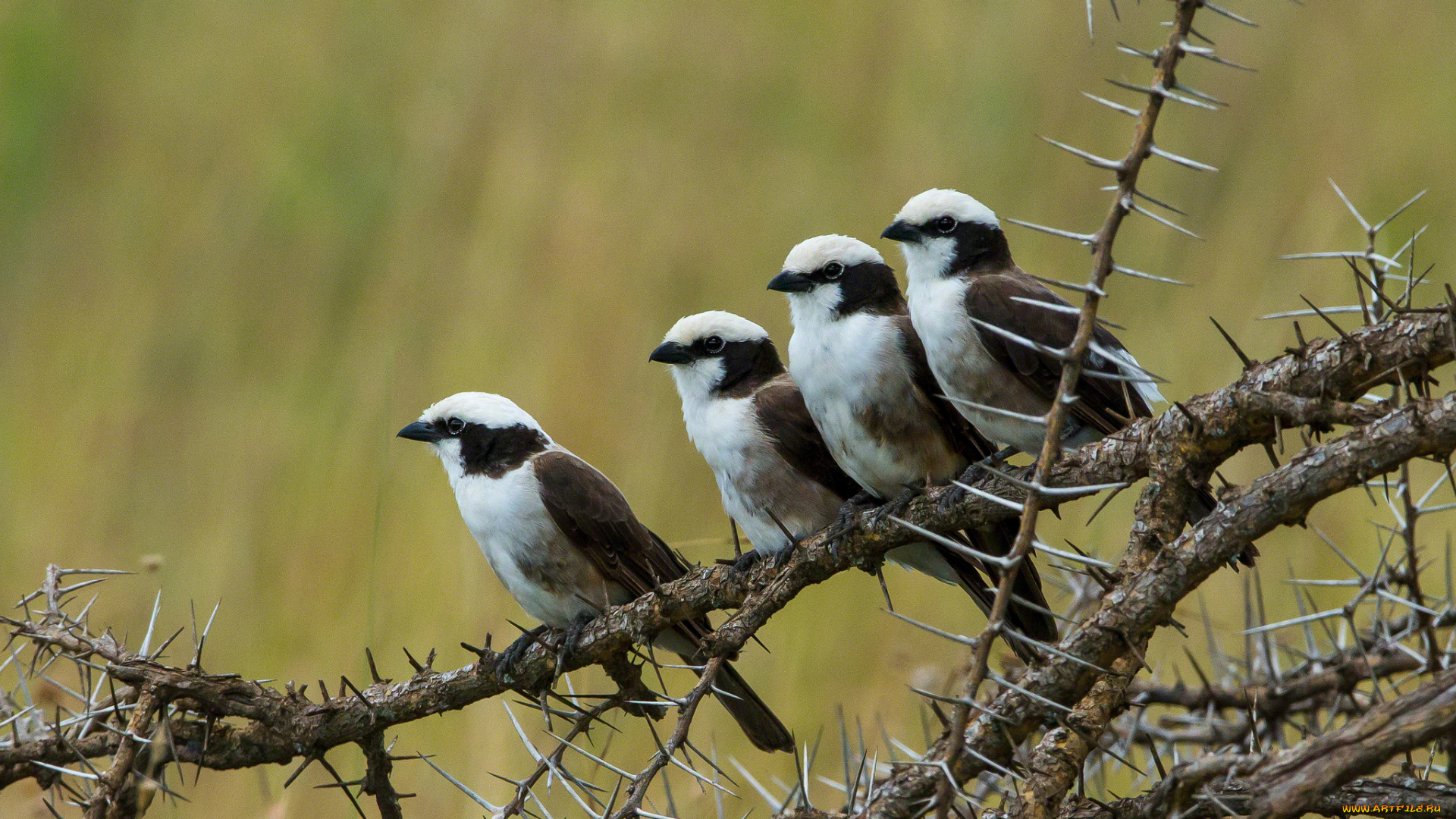 животные, птицы, пестрые, колючки