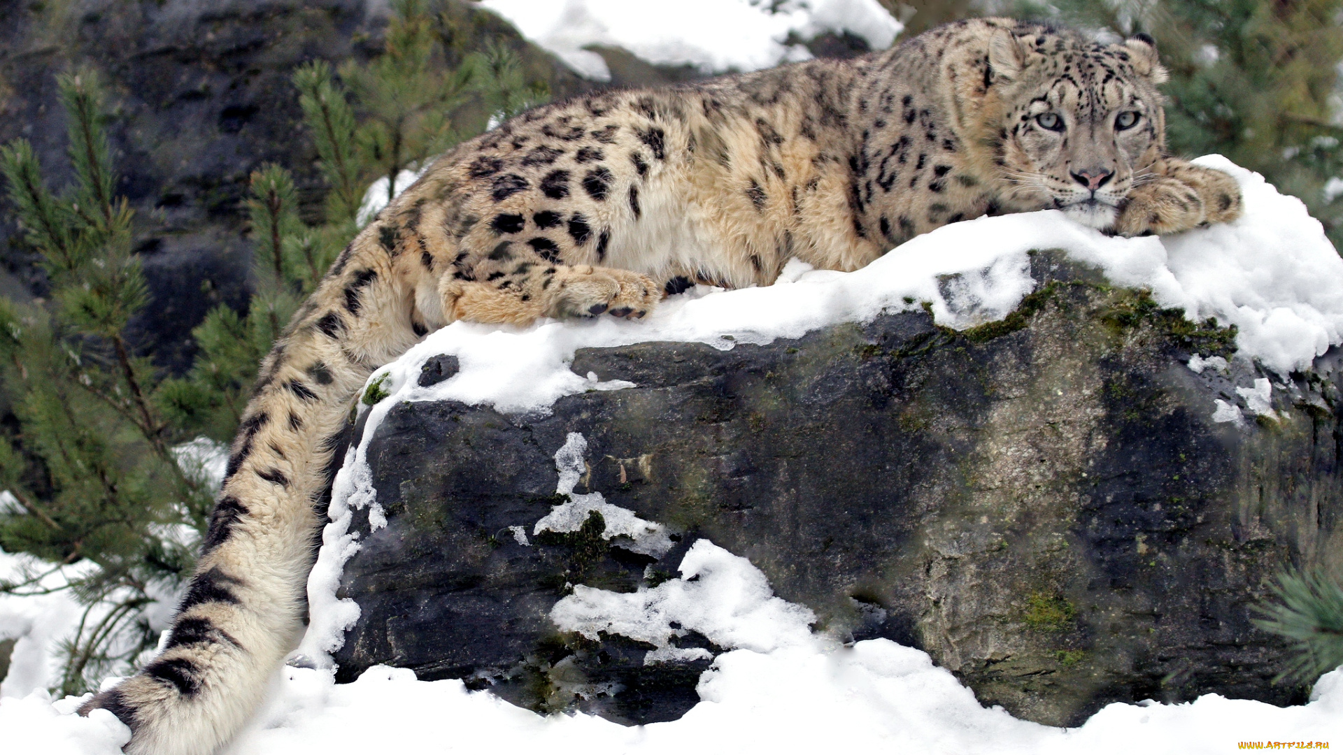 животные, снежный, барс, ирбис, отдых, снег