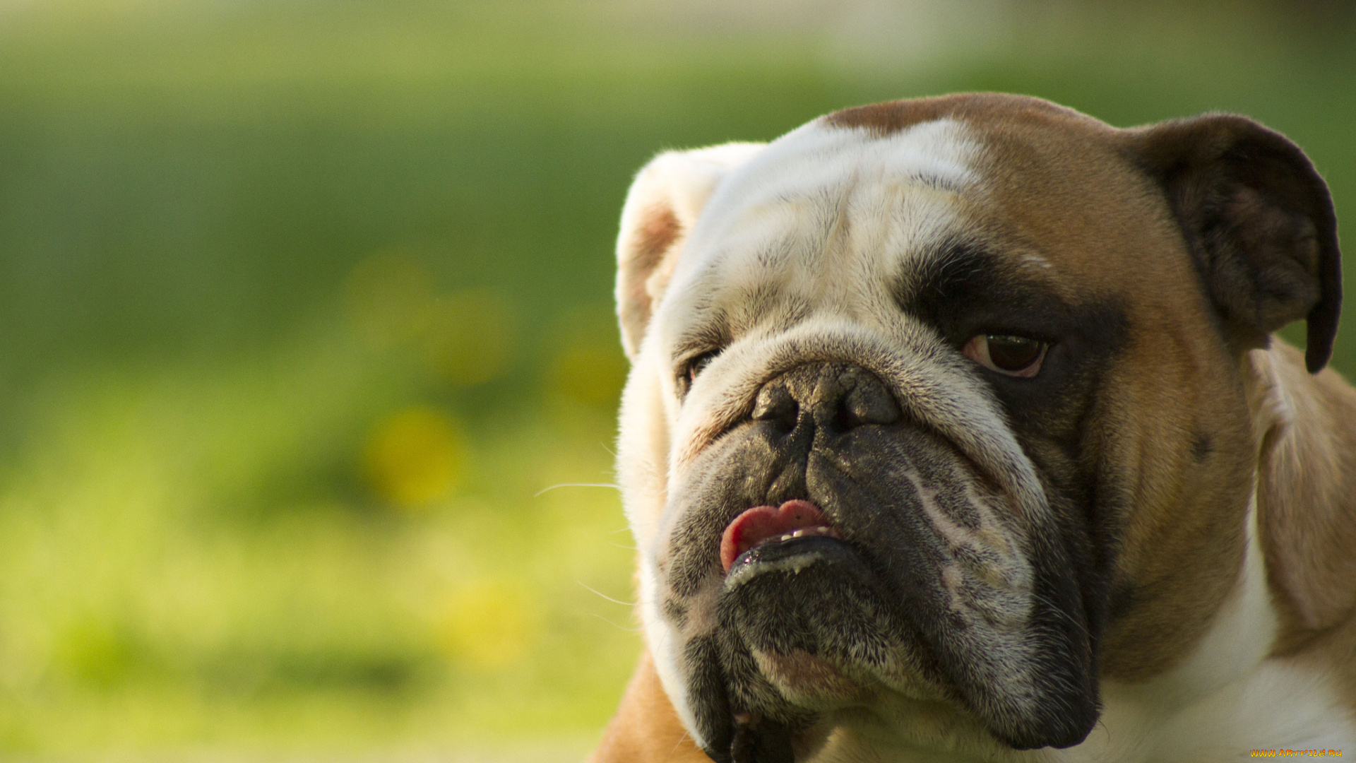 животные, собаки, бульдог