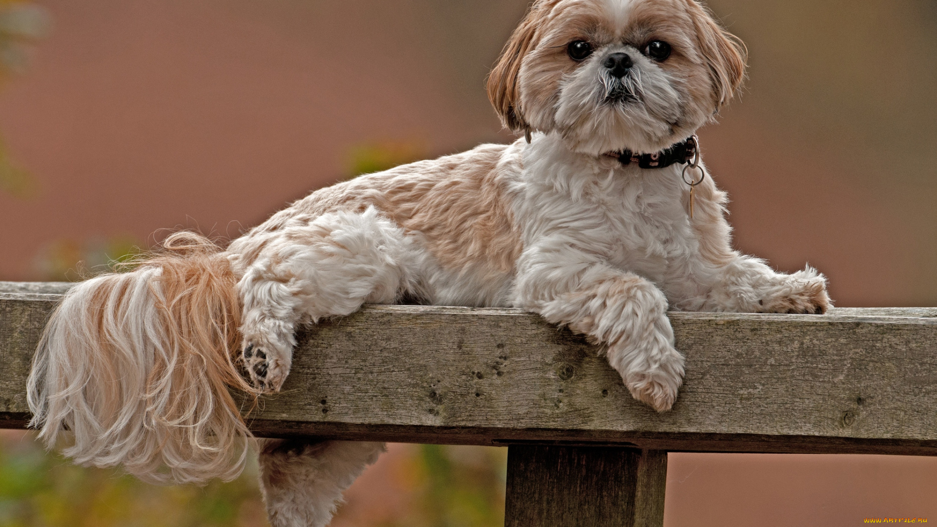 животные, собаки, милая