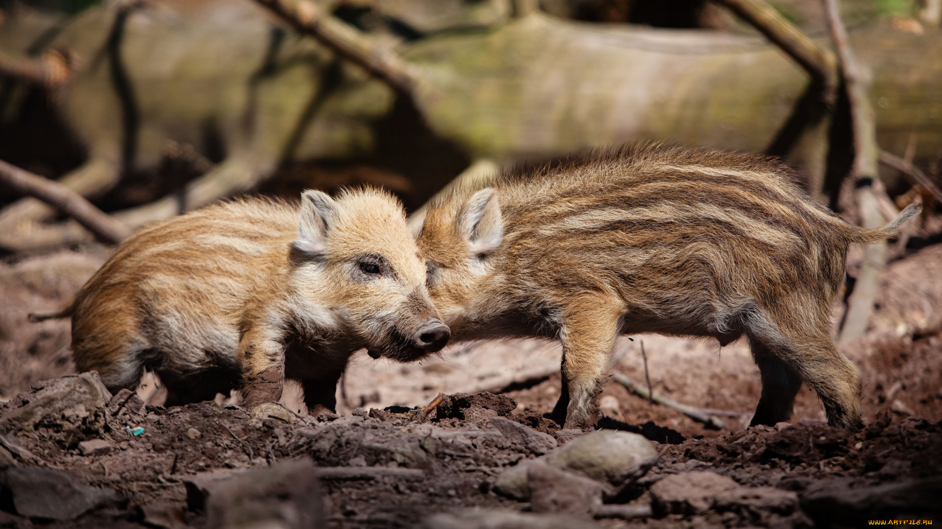 животные, свиньи, кабаны, малыши, поросята