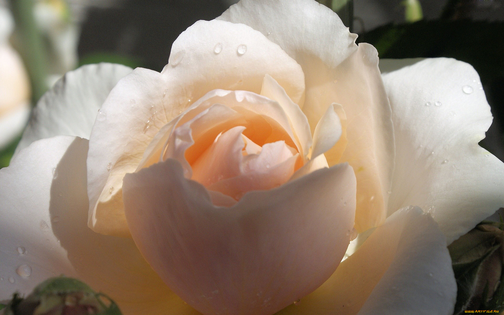 цветы, розы, макро