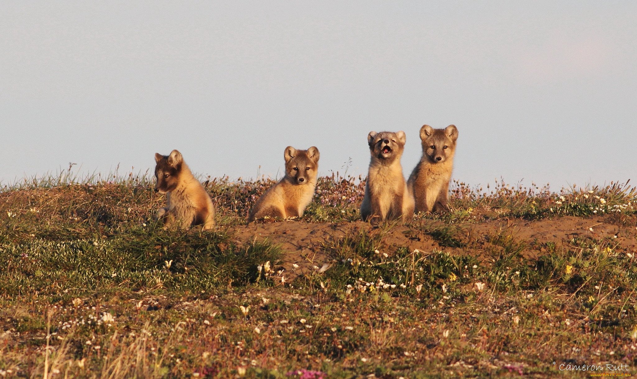 животные, песцы, малыши