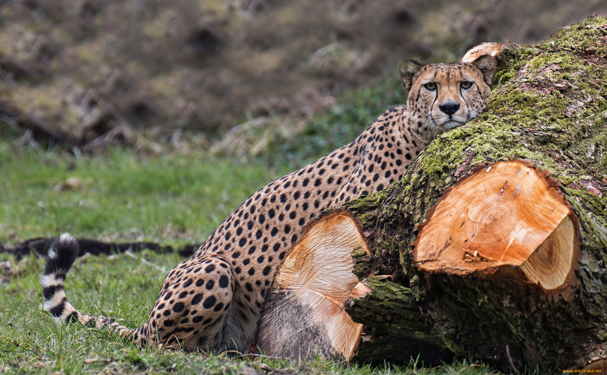 животные, гепарды, отдых, кошка, дерево