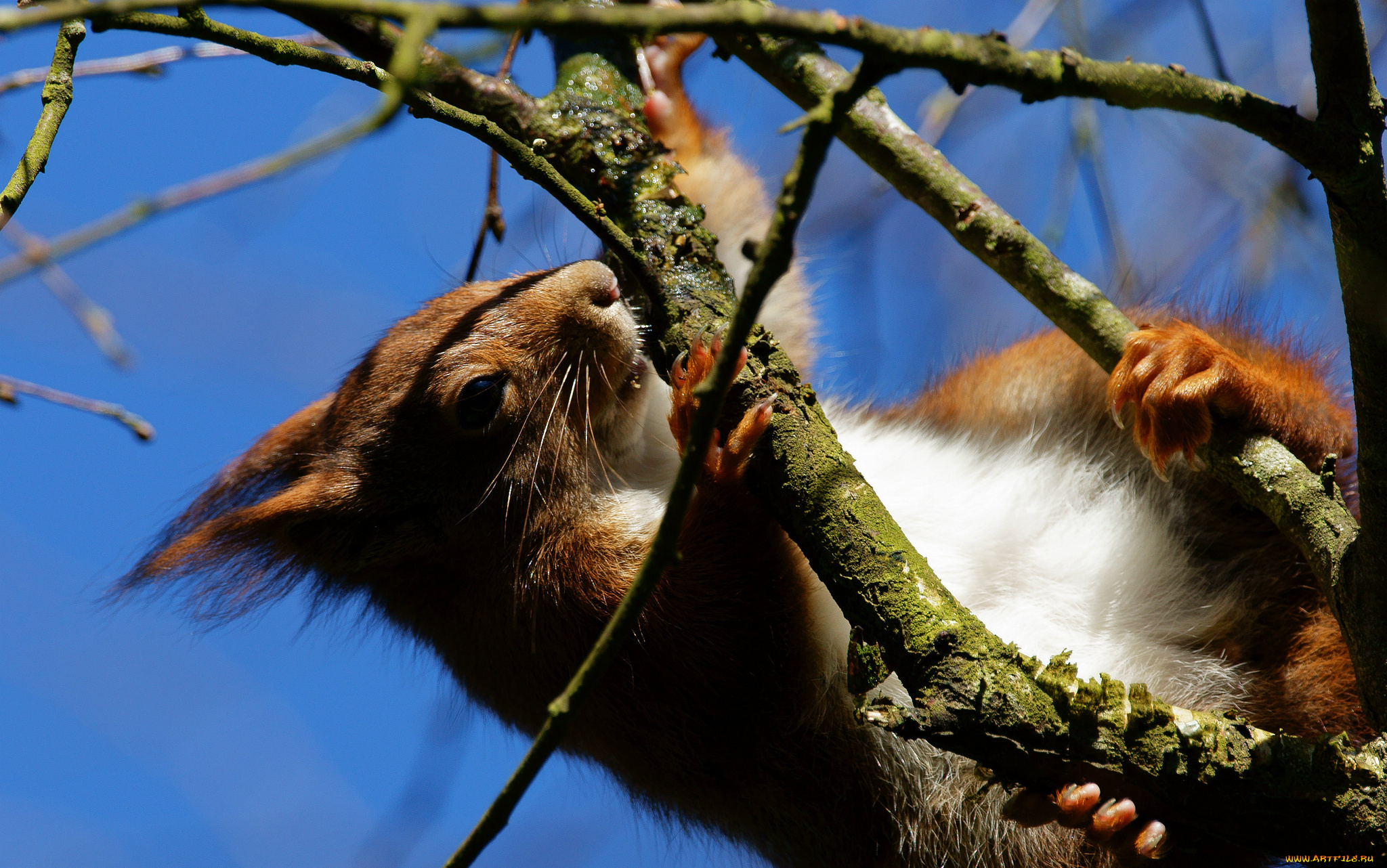 животные, белки, ветки