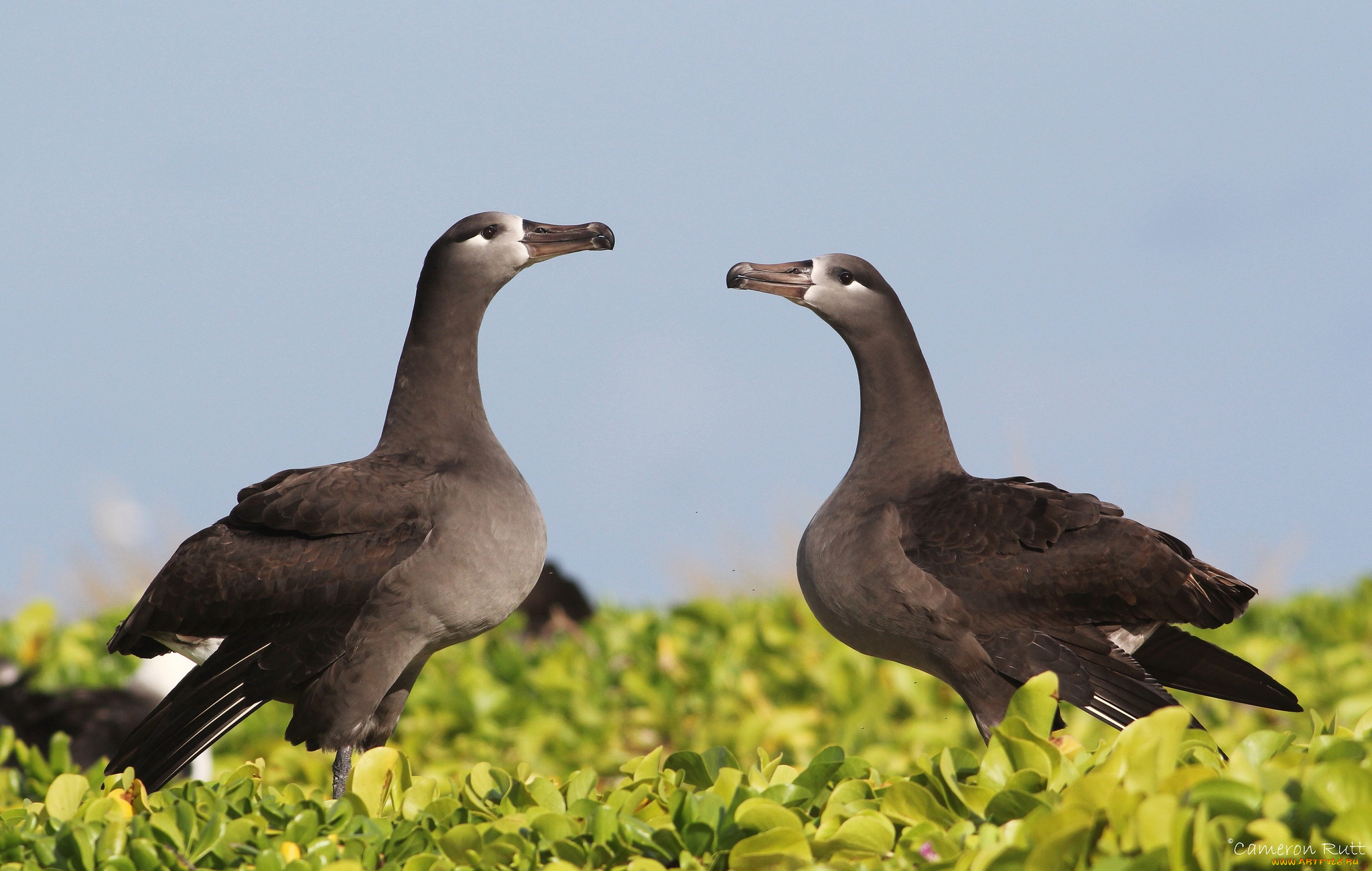 животные, альбатросы, черные
