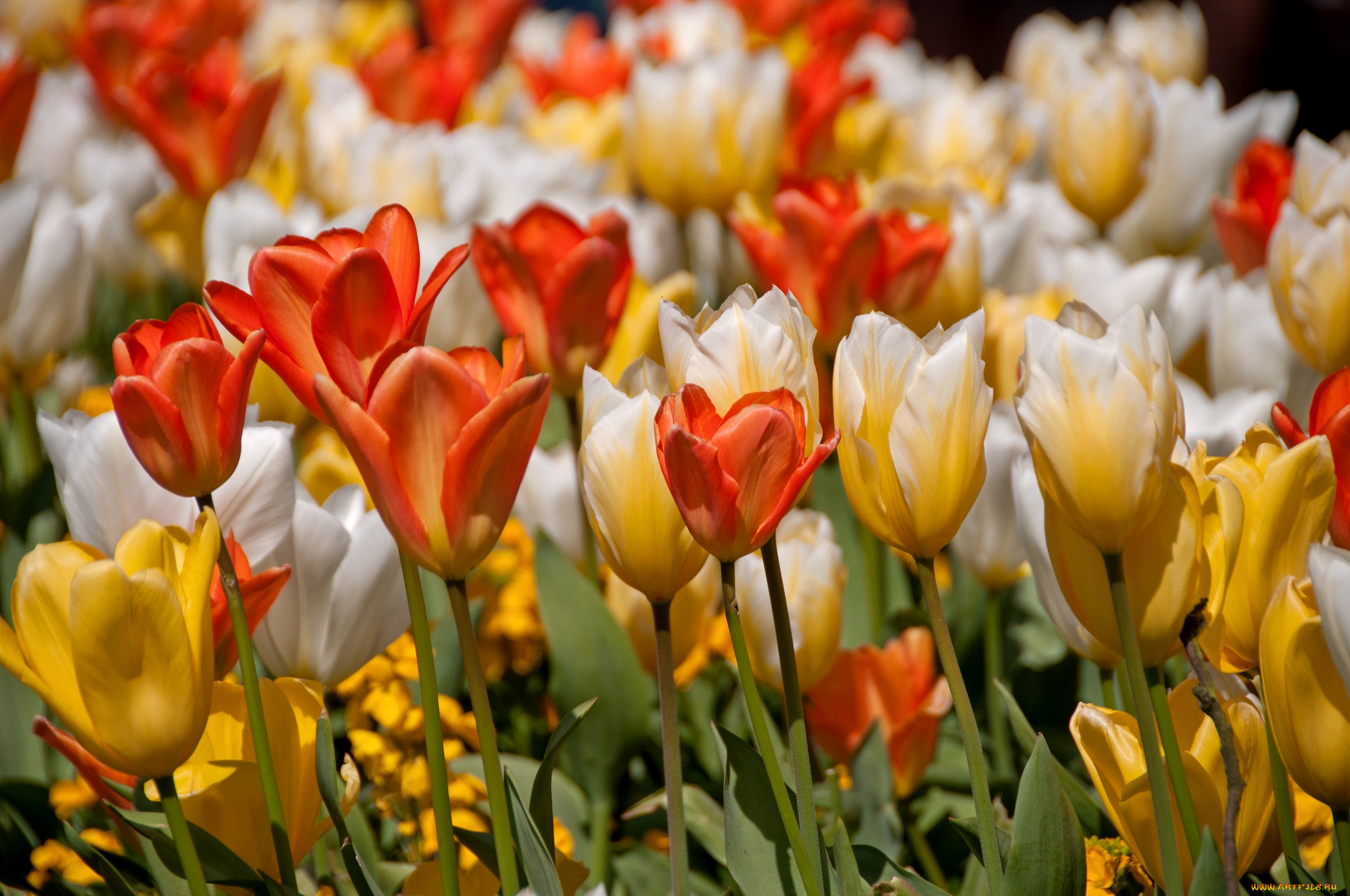 цветы, тюльпаны, пестрый