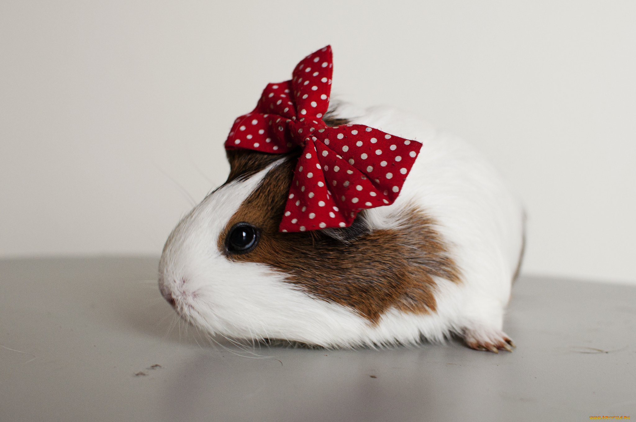 животные, морские, свинки, хомяки, морская, свинка, грызун, бант