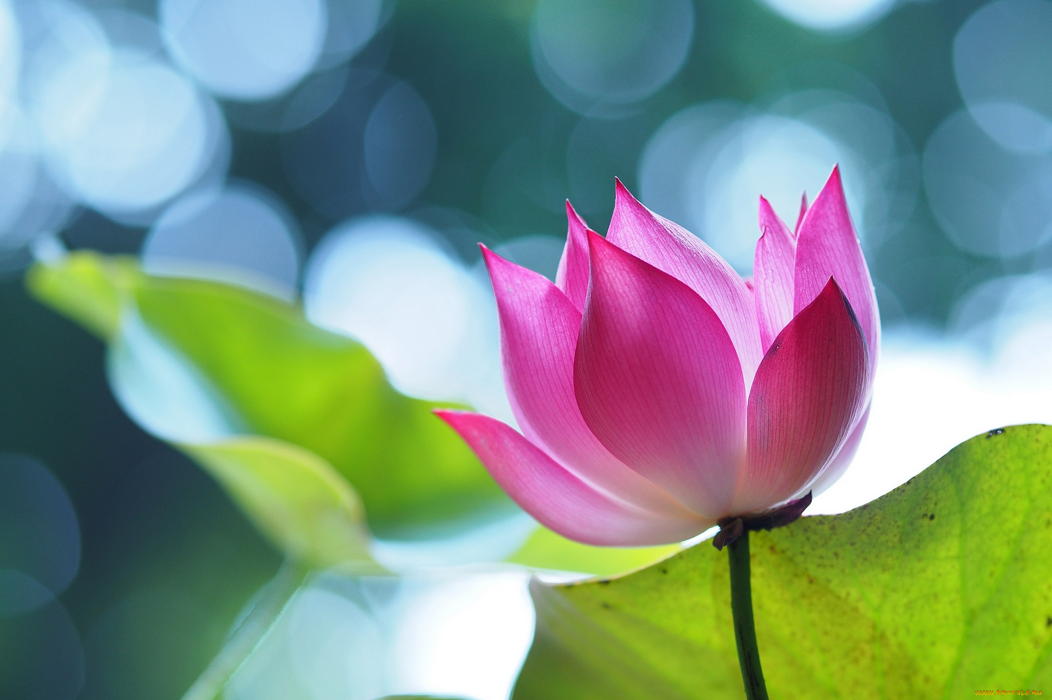 цветы, лотосы, розовый, лепестки