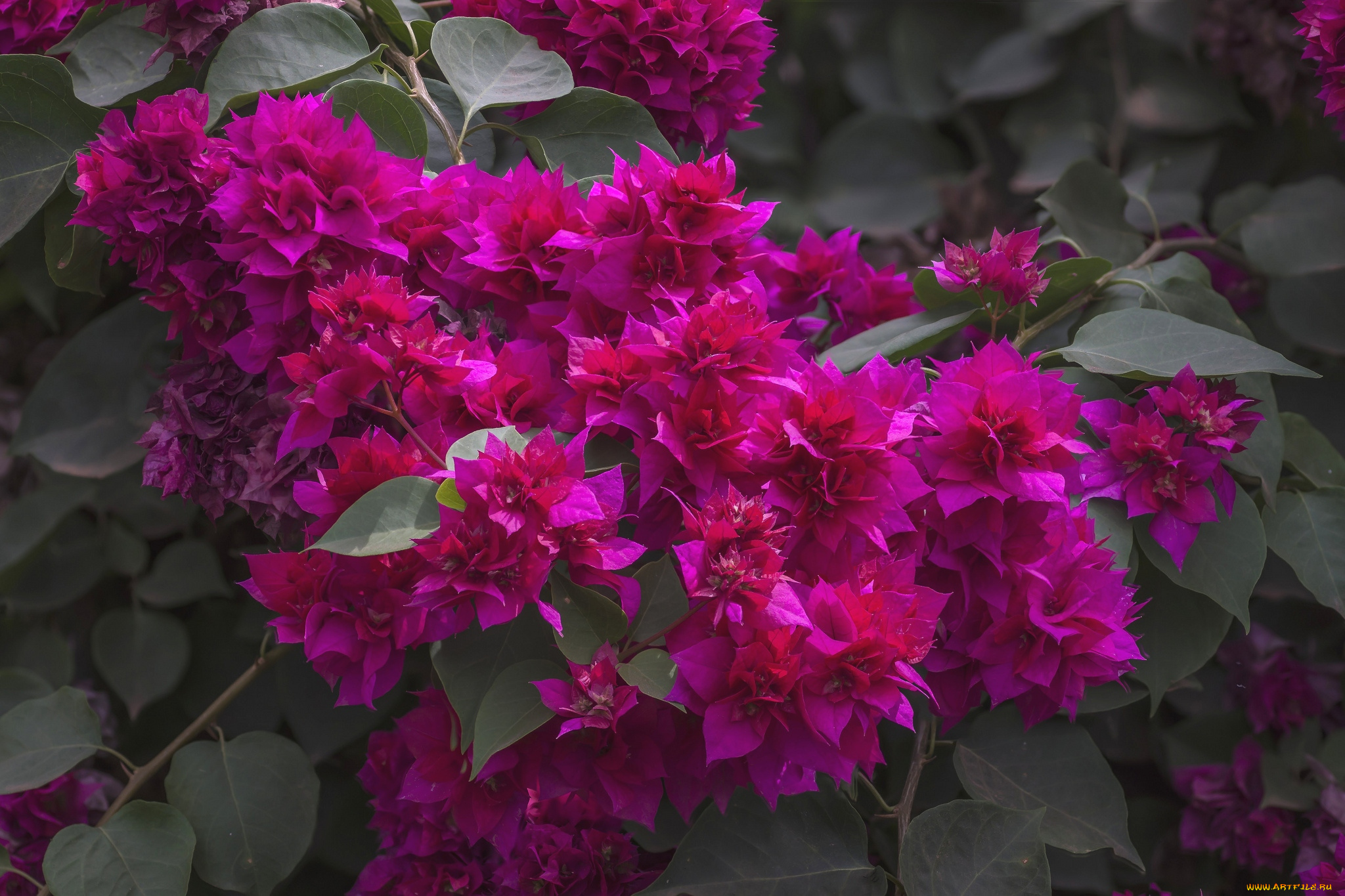 цветы, бугенвиллея, малиновый