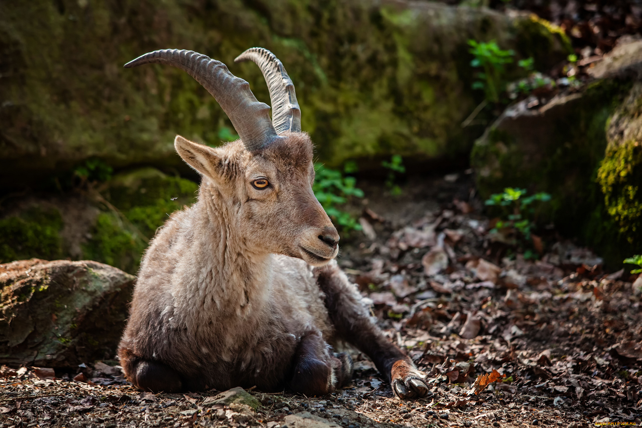 животные, антилопы, рога, антилопа, штейнбок