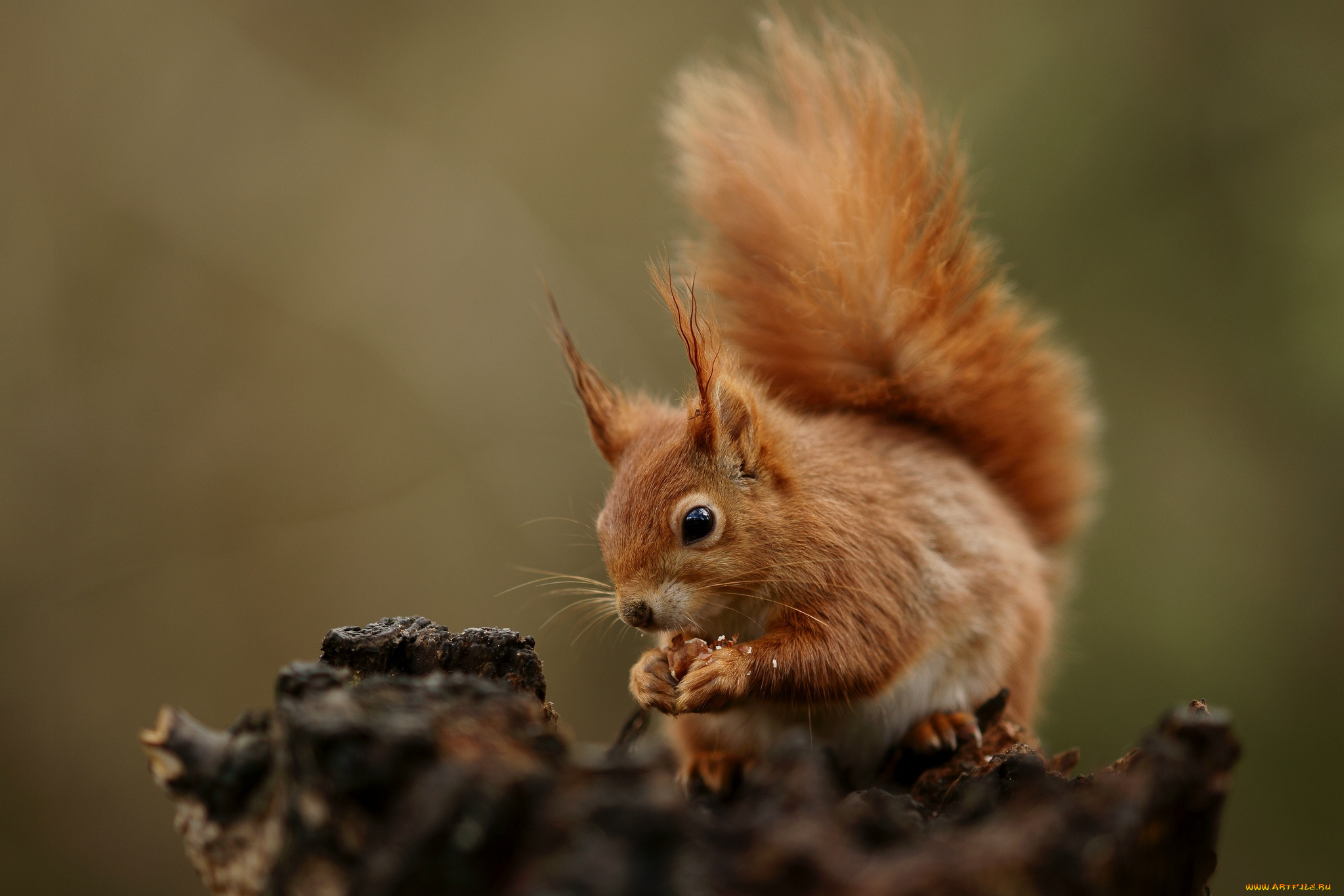 животные, белки, хвост, рыжая