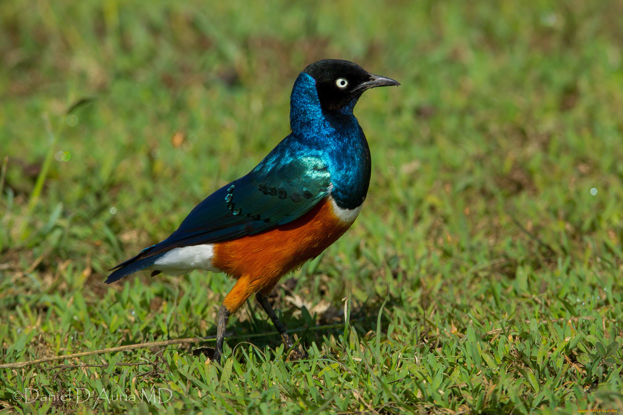 животные, птицы, перья, яркая, трёхцветный, спрео