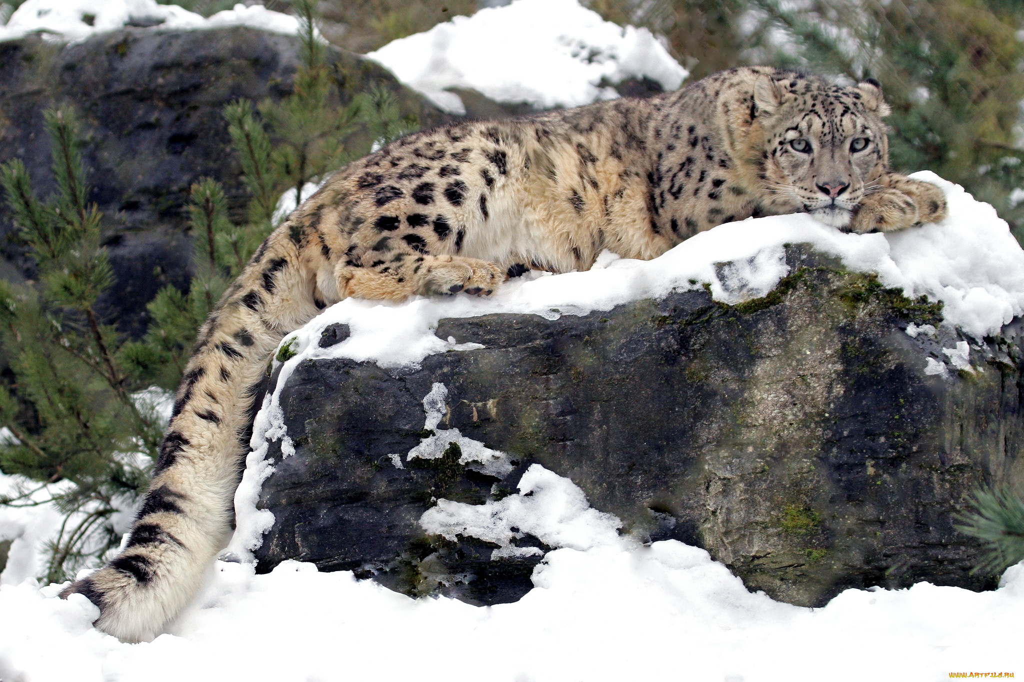 животные, снежный, барс, ирбис, отдых, снег