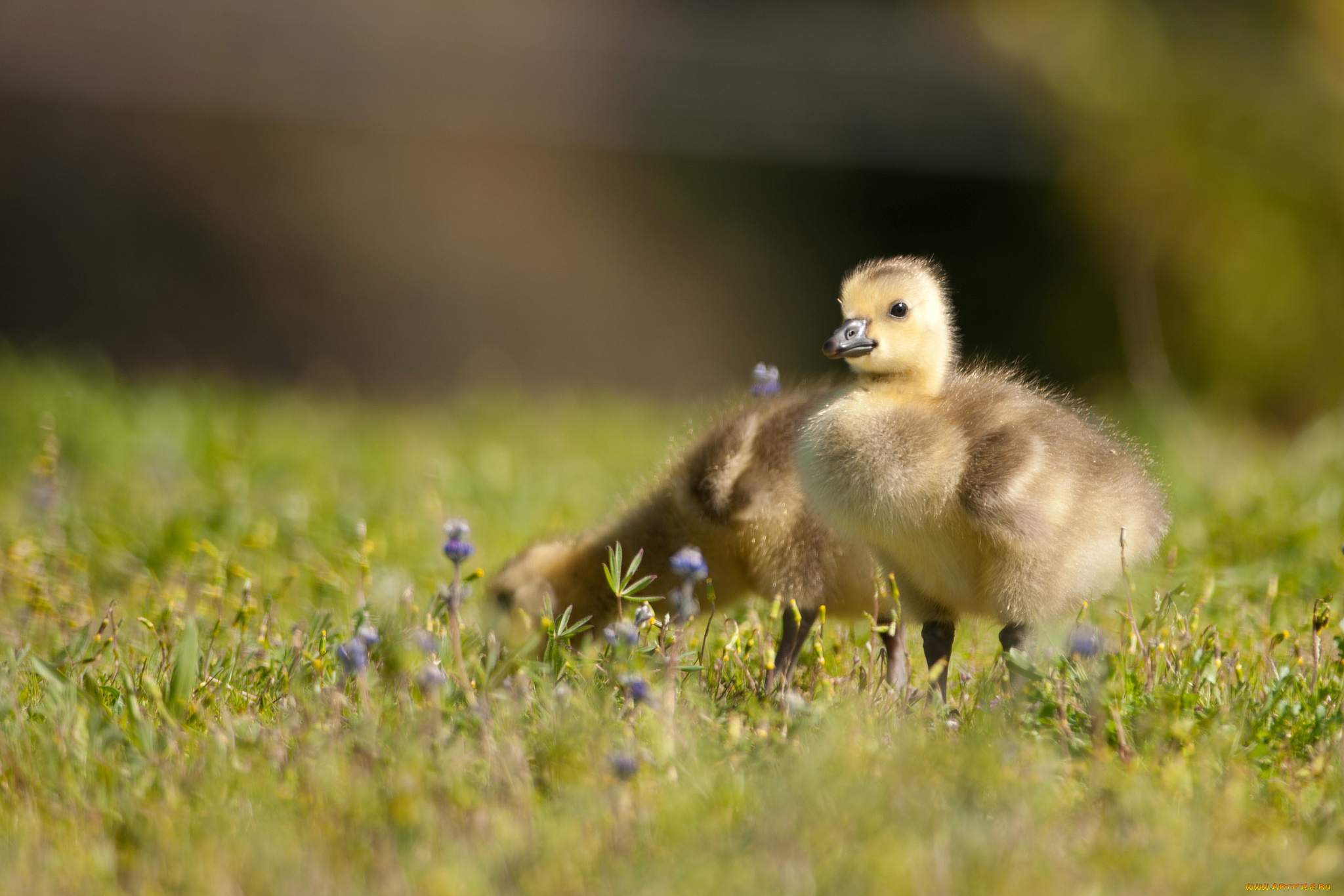 животные, гуси, канадский, гусь, канадская, казарка, птенцы