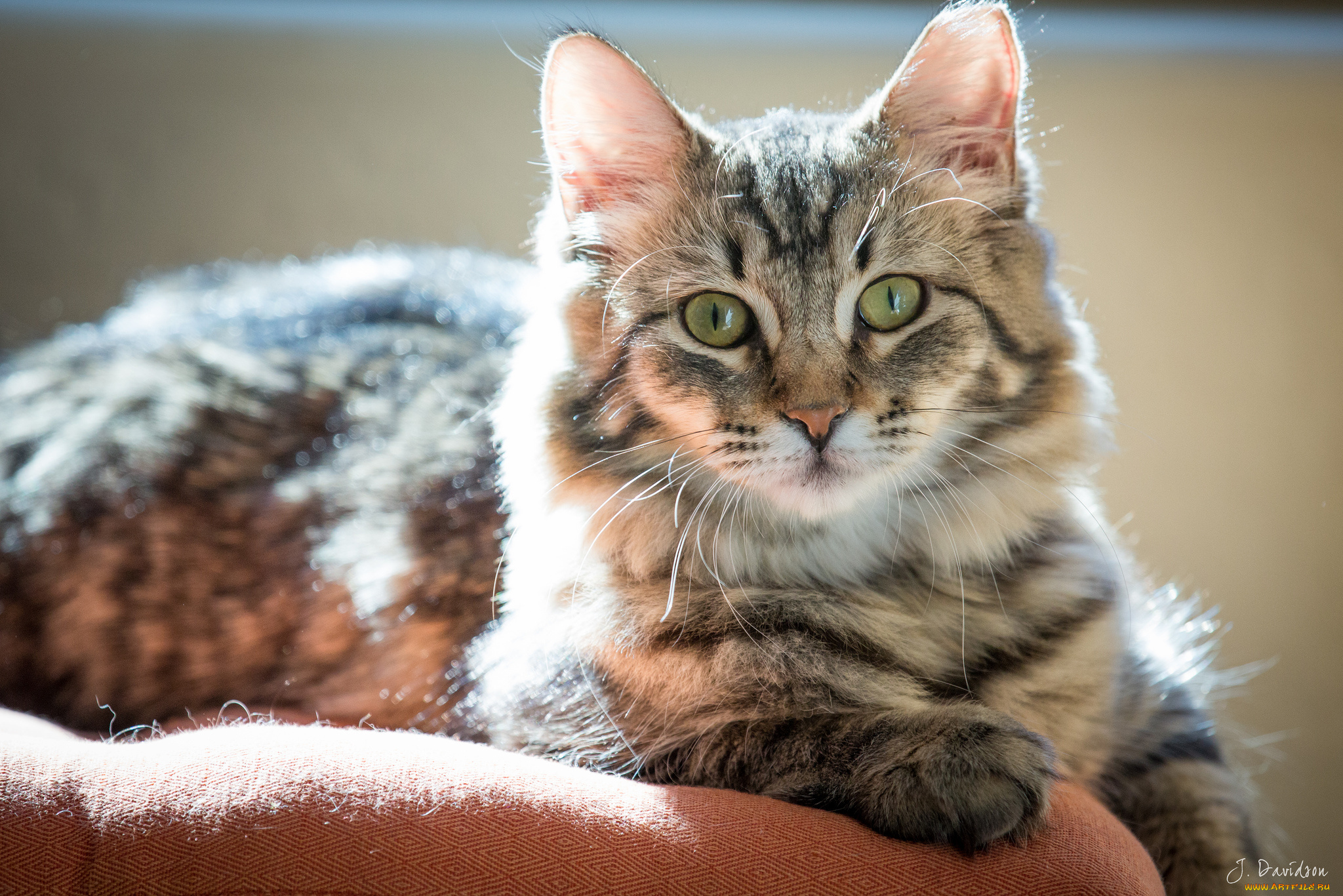 животные, коты, взгляд